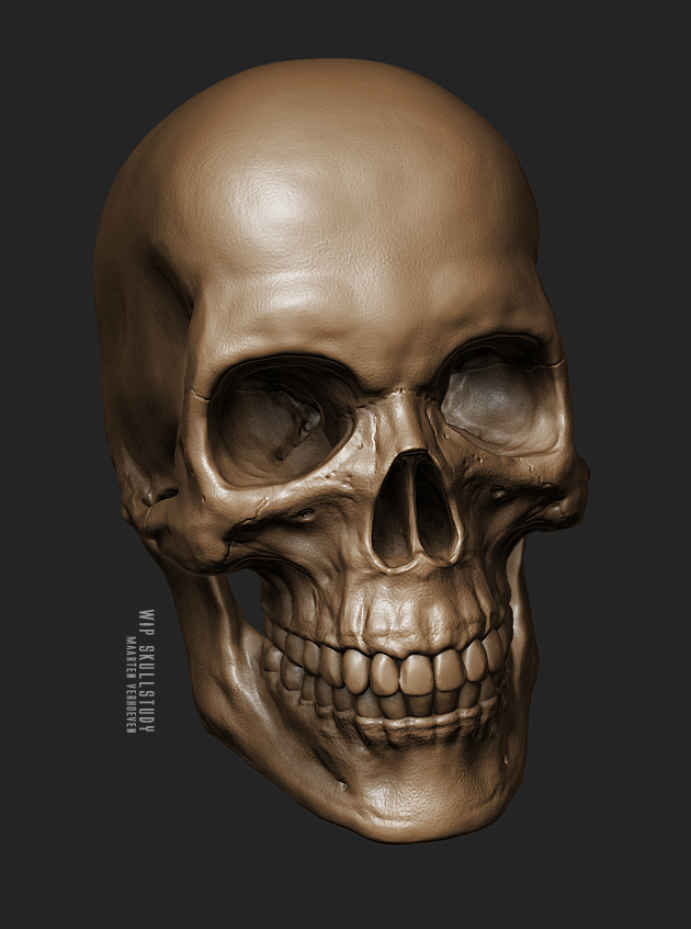 skull%20study%20wip