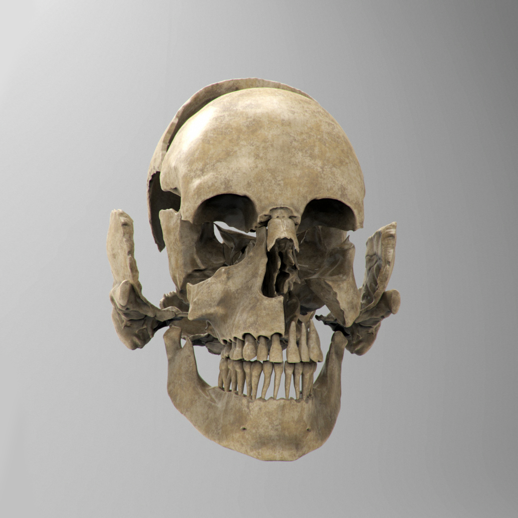 Skull_01b.jpg