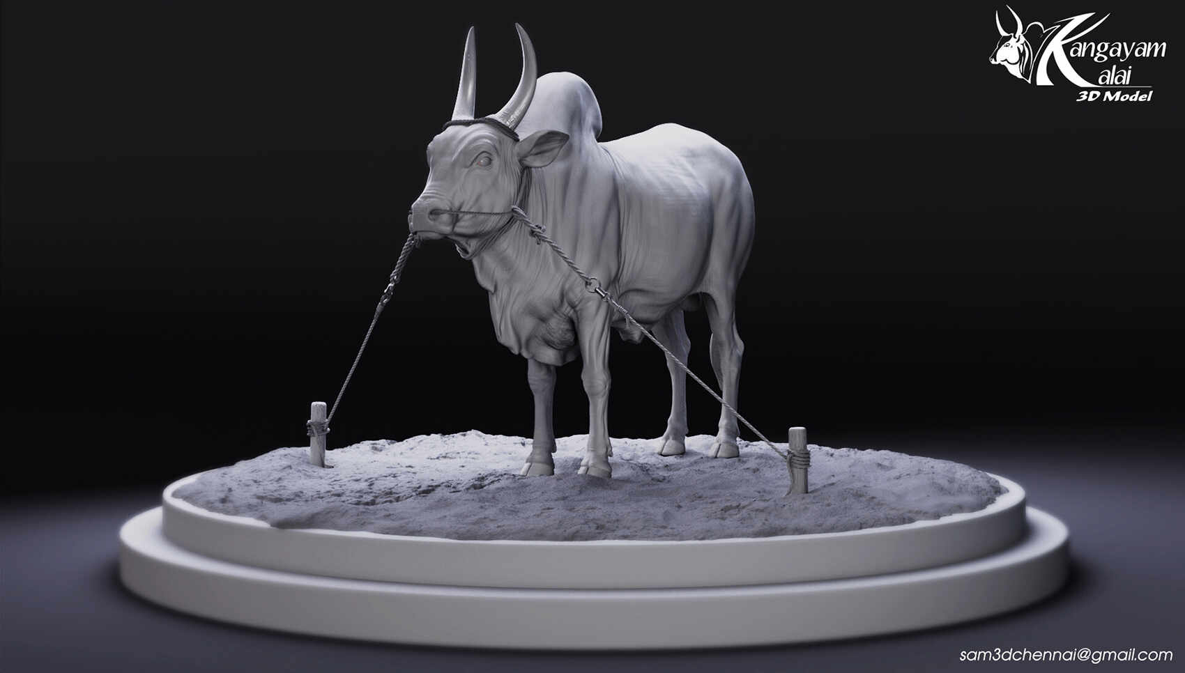 samuel-a-kangayam-bull-15