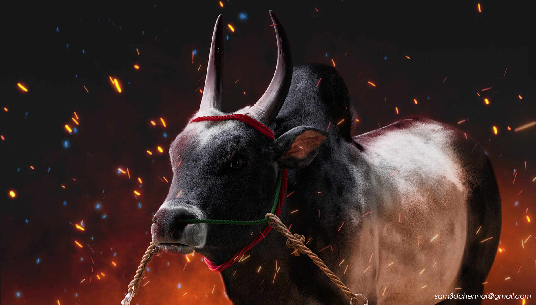 samuel-a-kangayam-bull-01