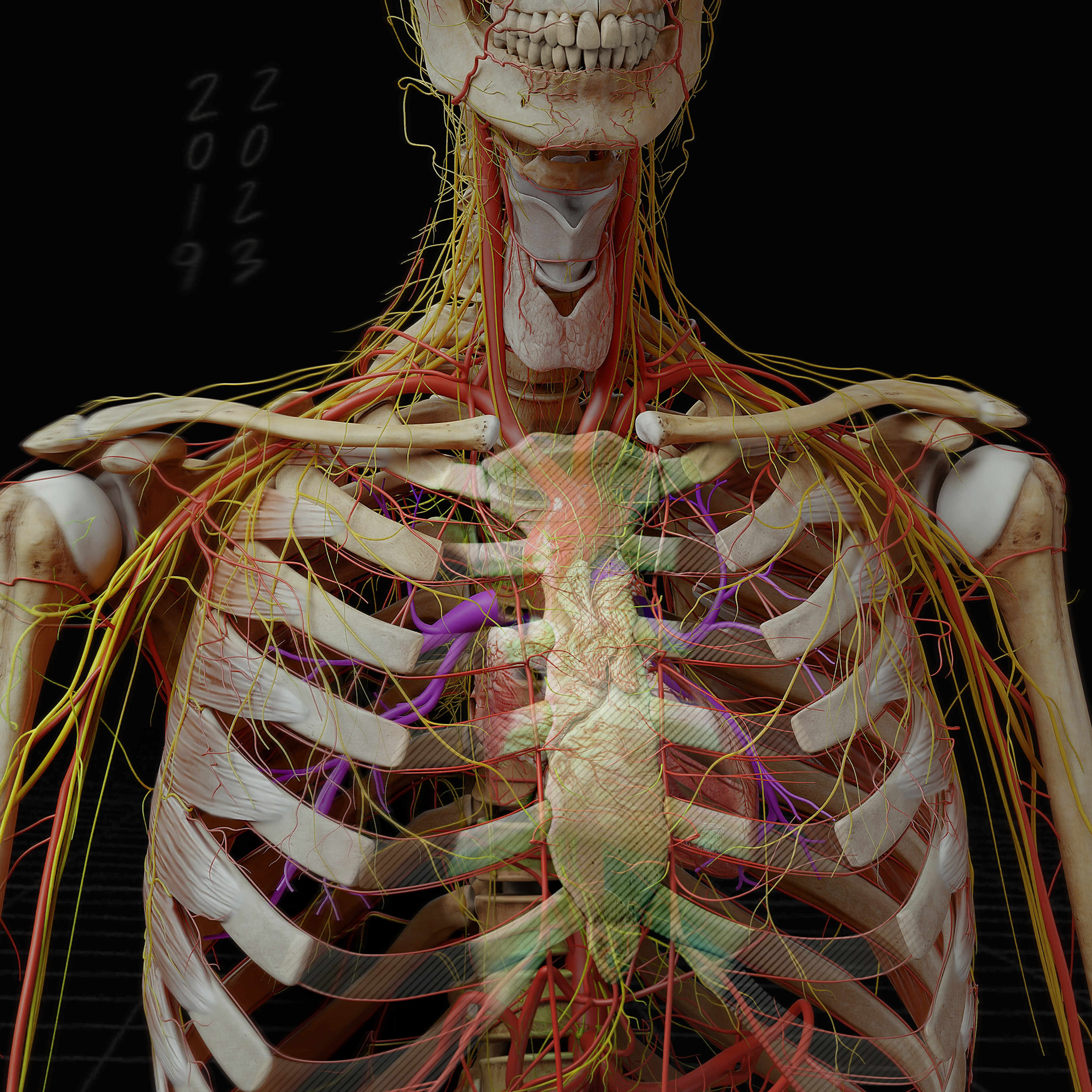 Anatomy_Digital human_artery_nerve 2 c3 2