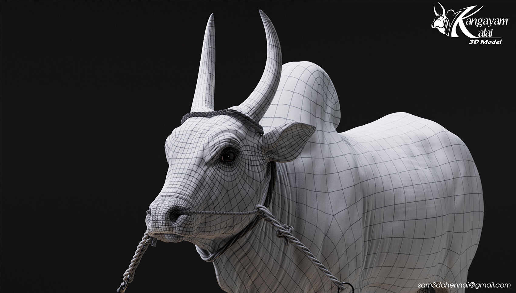 samuel-a-kangayam-bull-10