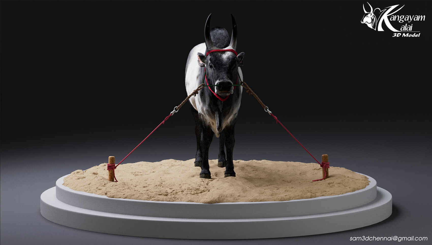 samuel-a-kangayam-bull-11