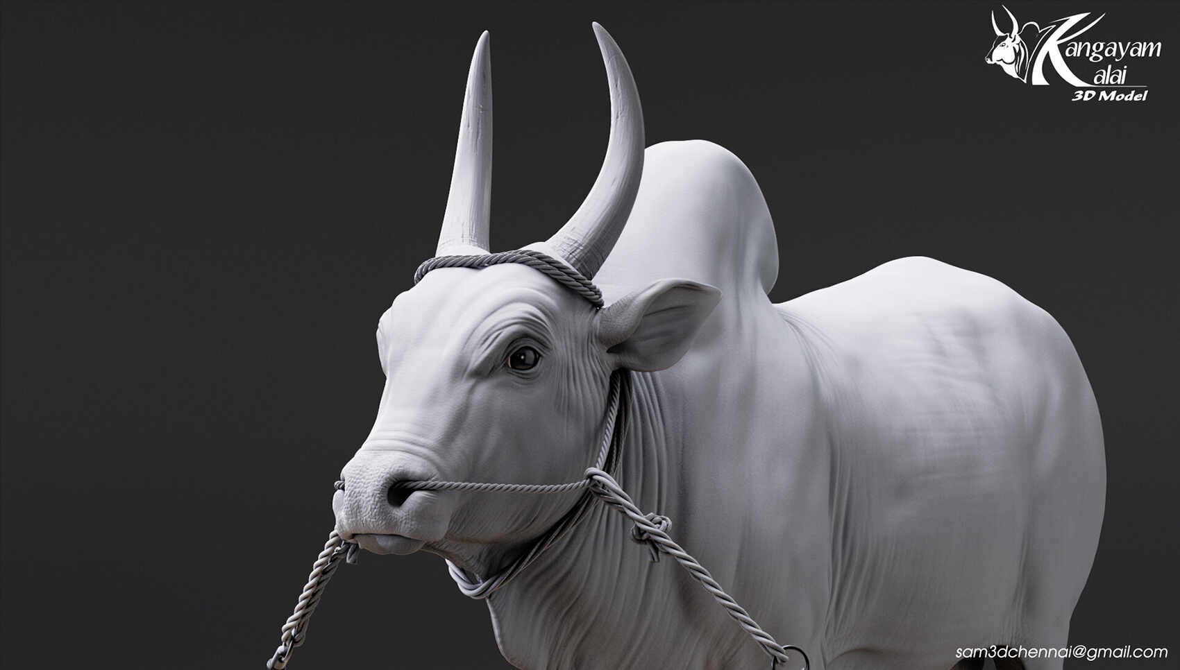 samuel-a-kangayam-bull-09