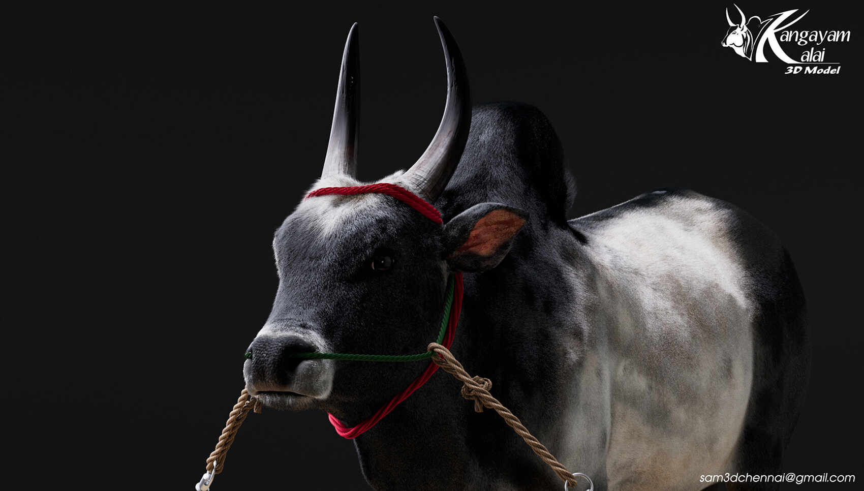 samuel-a-kangayam-bull-07