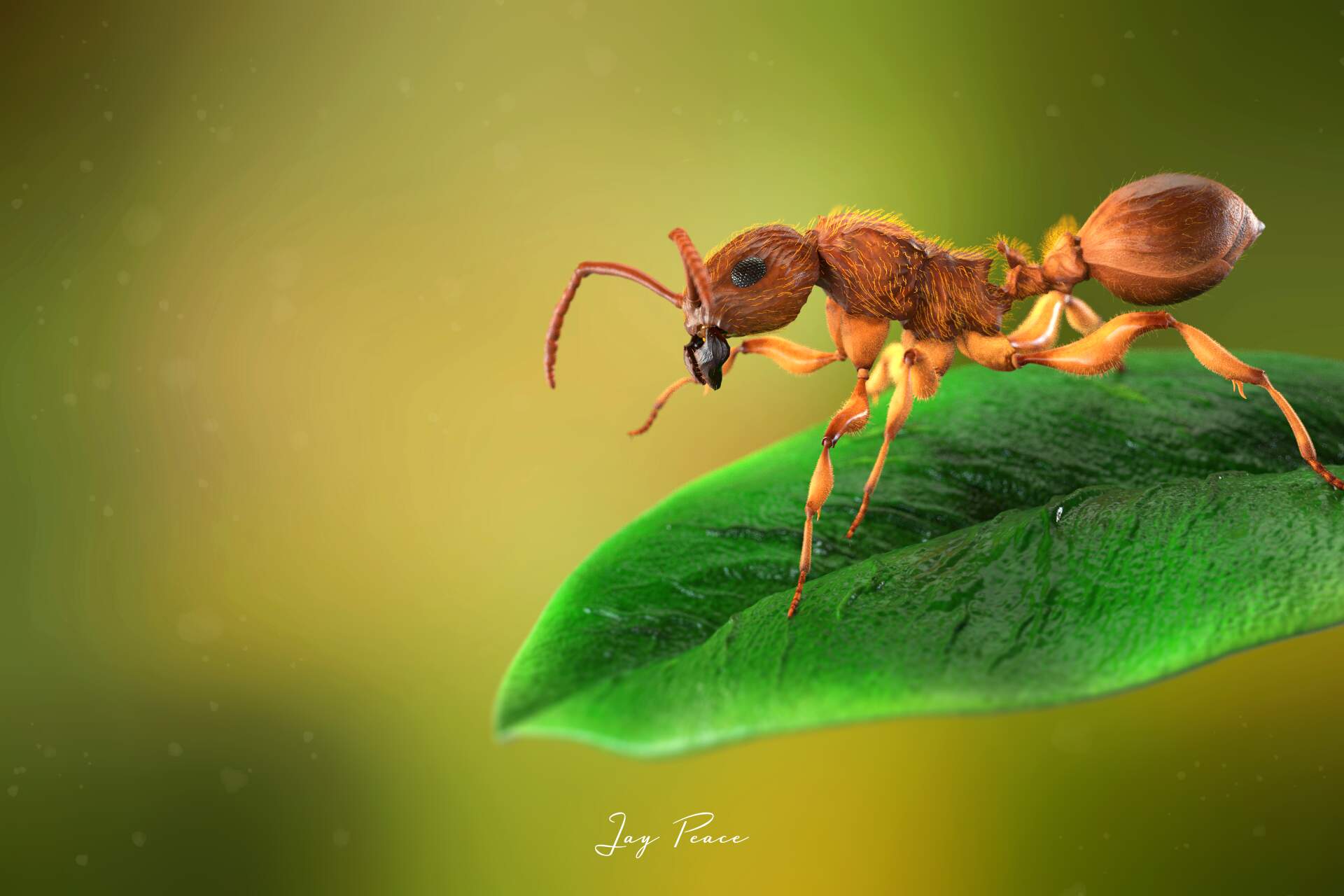 1. Ant Front 4.4 (possible)