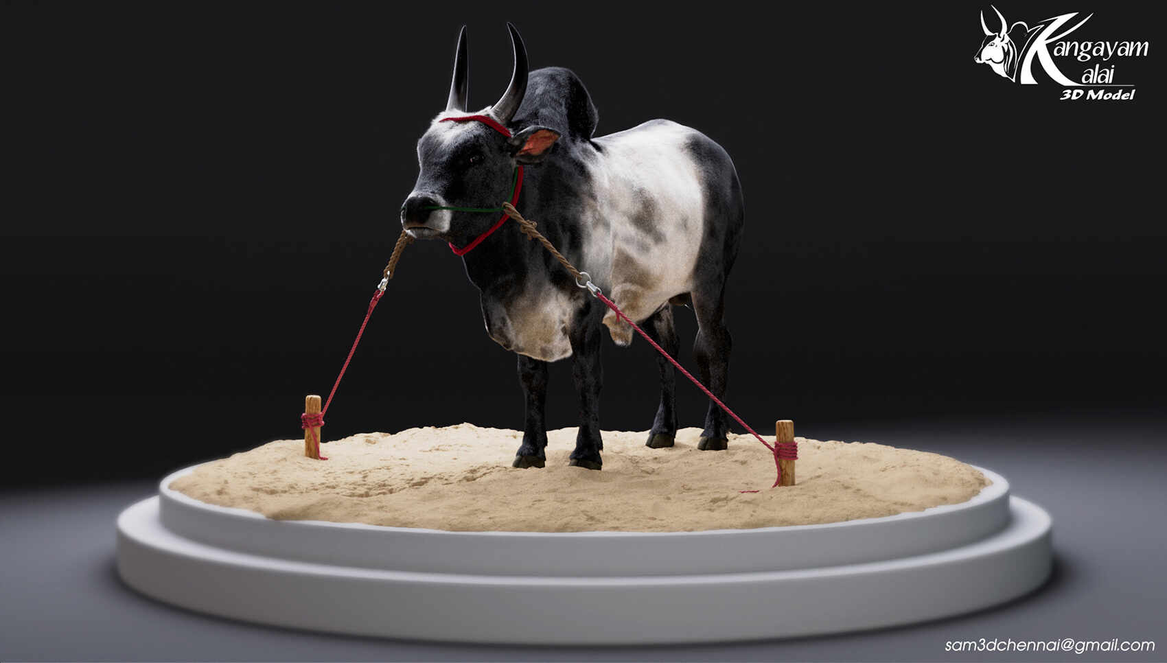 samuel-a-kangayam-bull-14