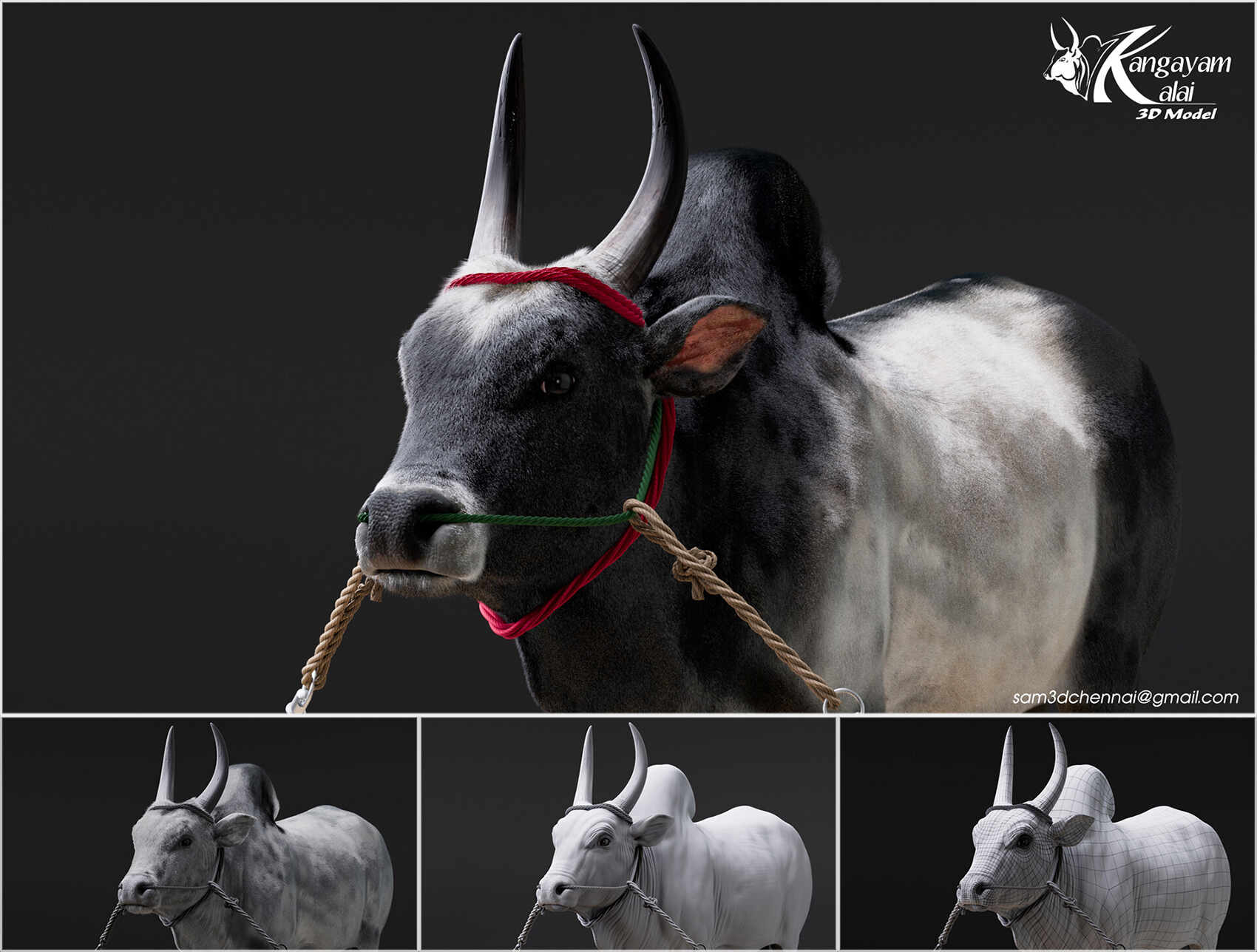 samuel-a-kangayam-bull-02