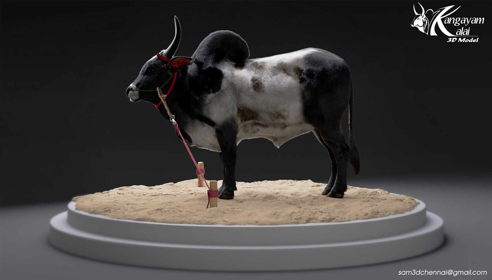 samuel-a-kangayam-bull-17