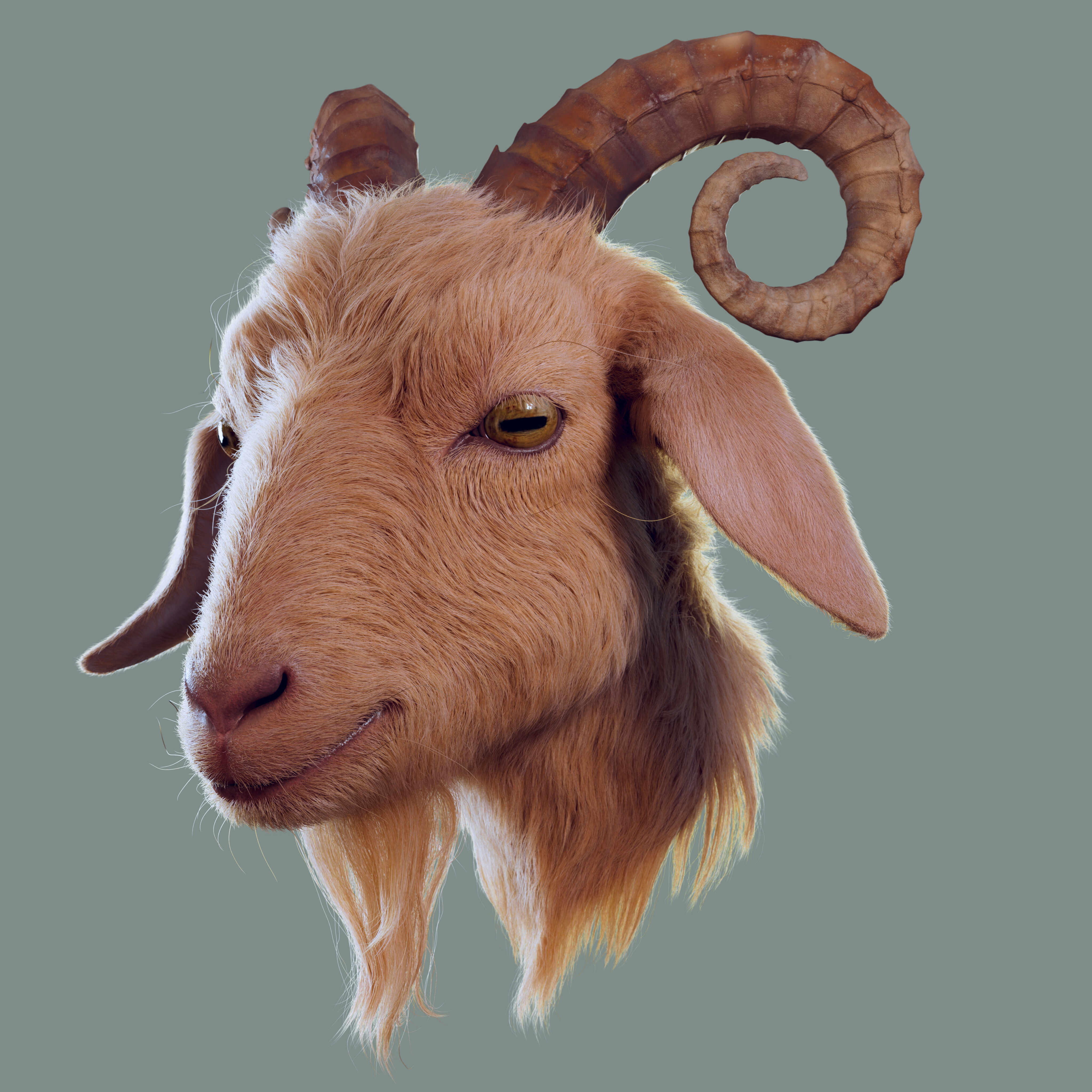 Goat_Render3_by_Vinay_Gupta
