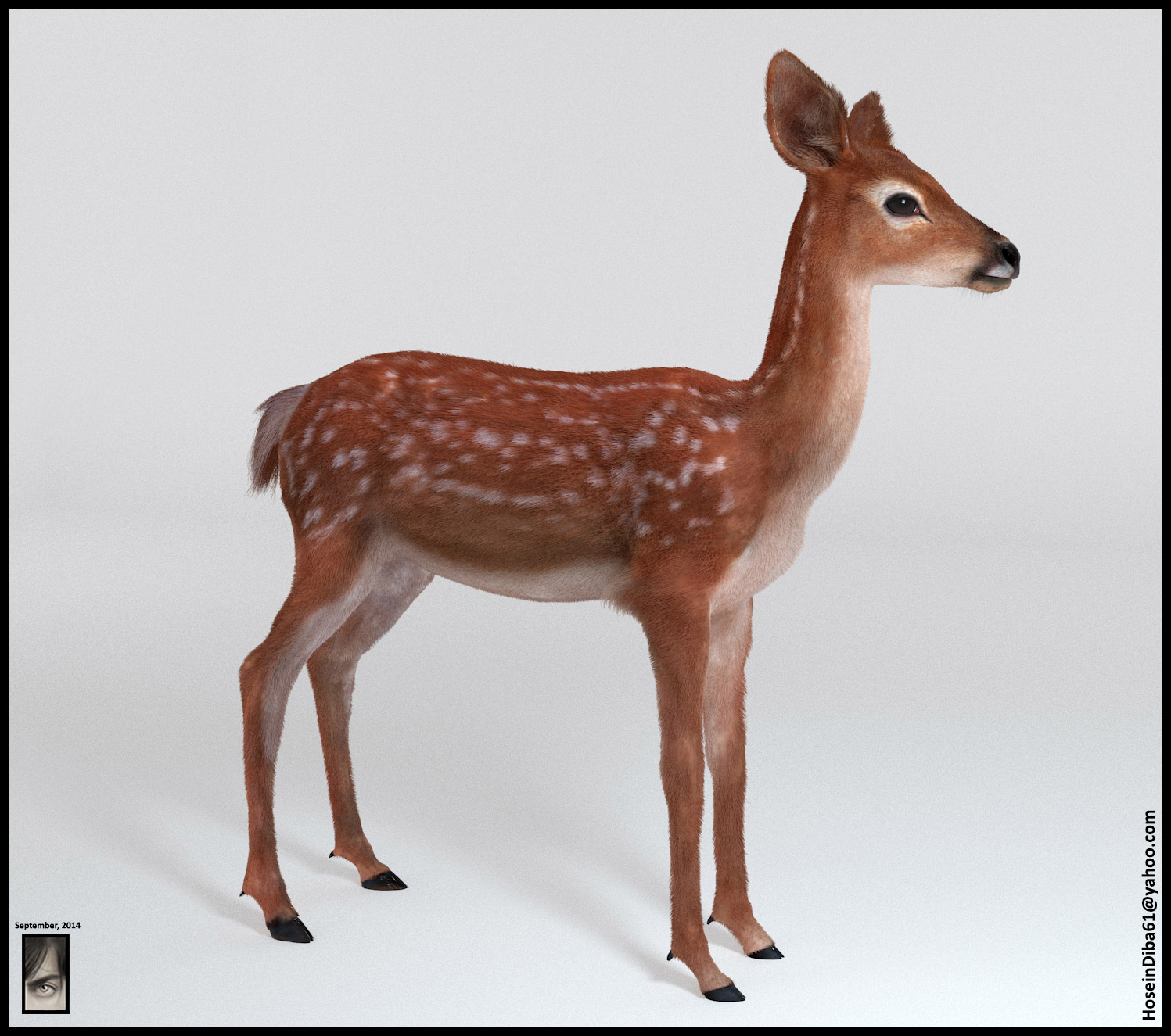 Fawn_Deer_5.jpg
