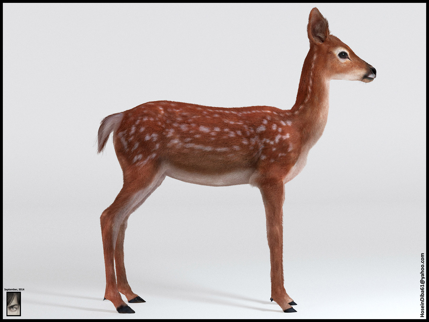 Fawn_Deer_6.jpg