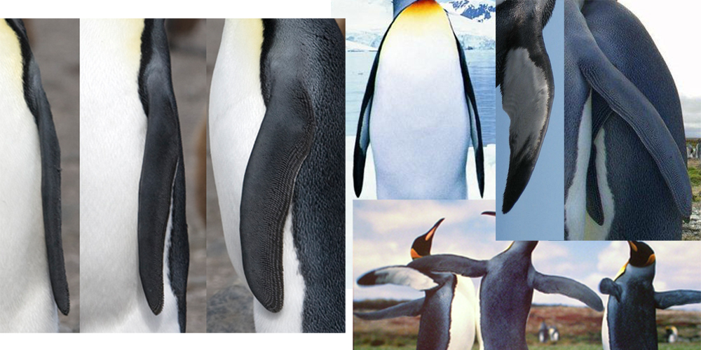 slaptPenguinWing-A.jpg