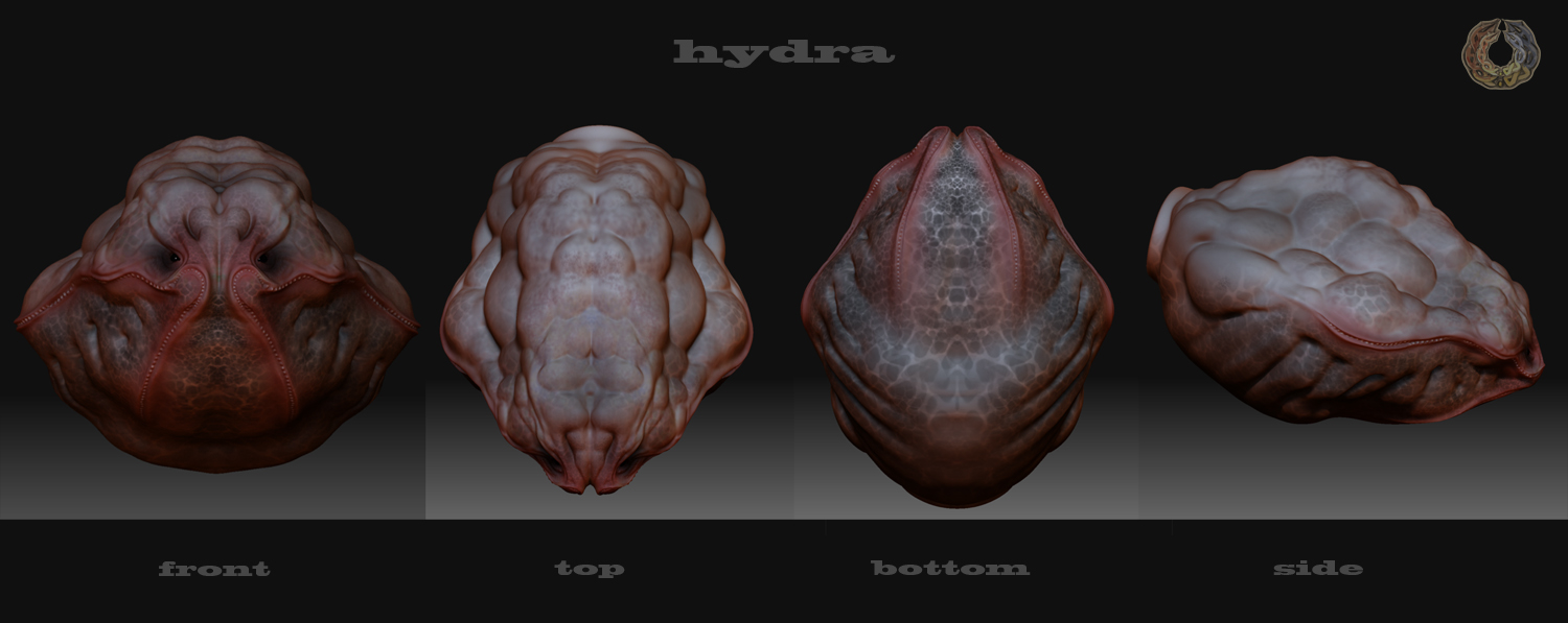 hidra.jpg