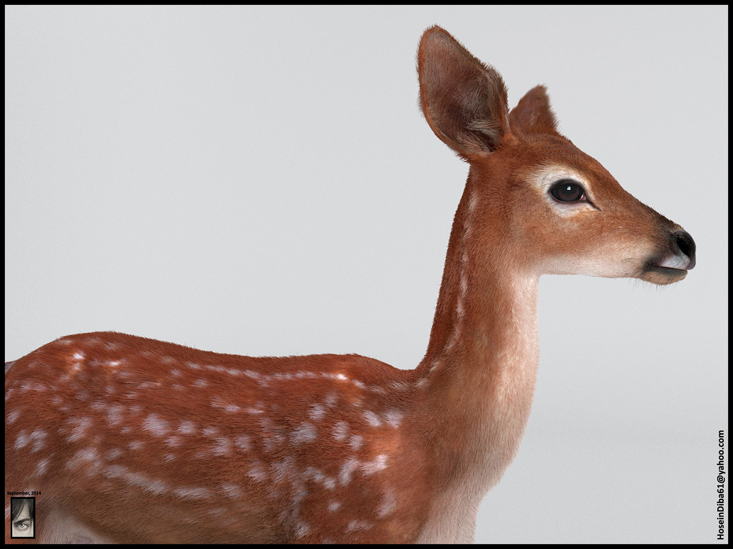Fawn_Deer_2.jpg