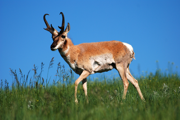 ldensmore_pronghorn-antelope.jpg