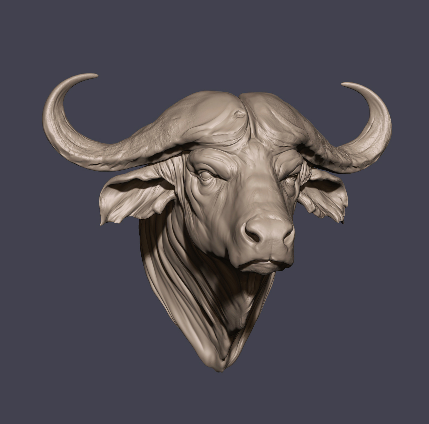 cape_buffalox_03