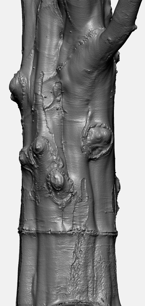 fagus02_clean_retop_06_