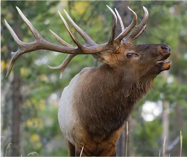 ELK.JPG