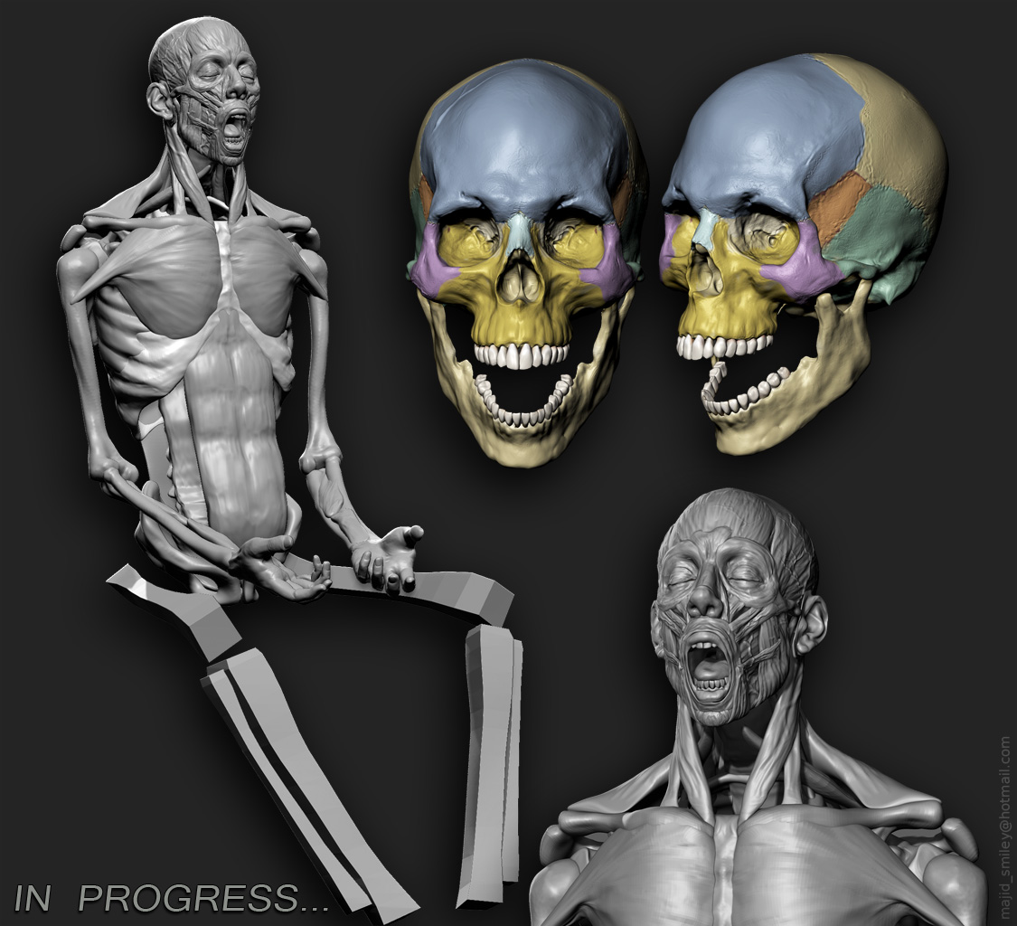 AnatomtProgress.jpg