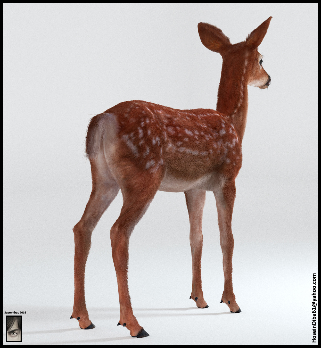 Fawn_Deer_7.jpg
