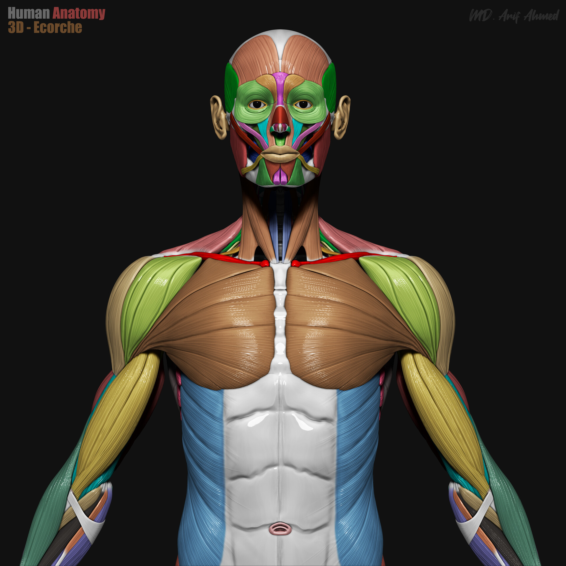 md-arif-ahmed-3d-human-echorche-front-torso-color-zoom-render