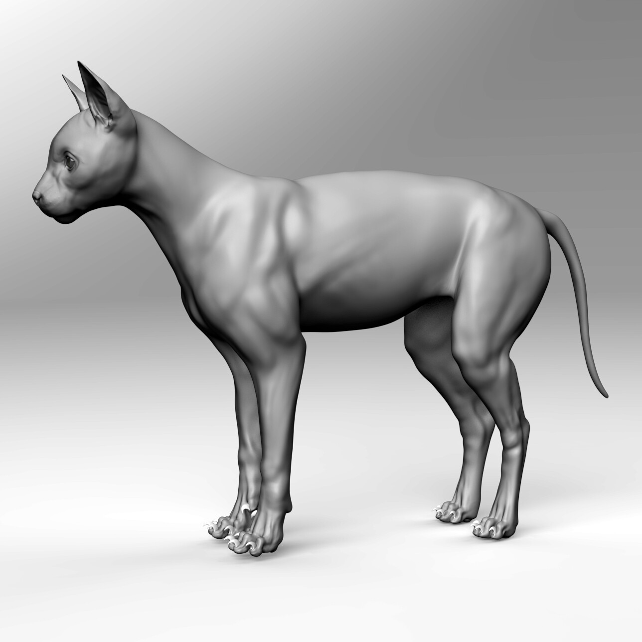 alex-klunduk-cat-gray-f