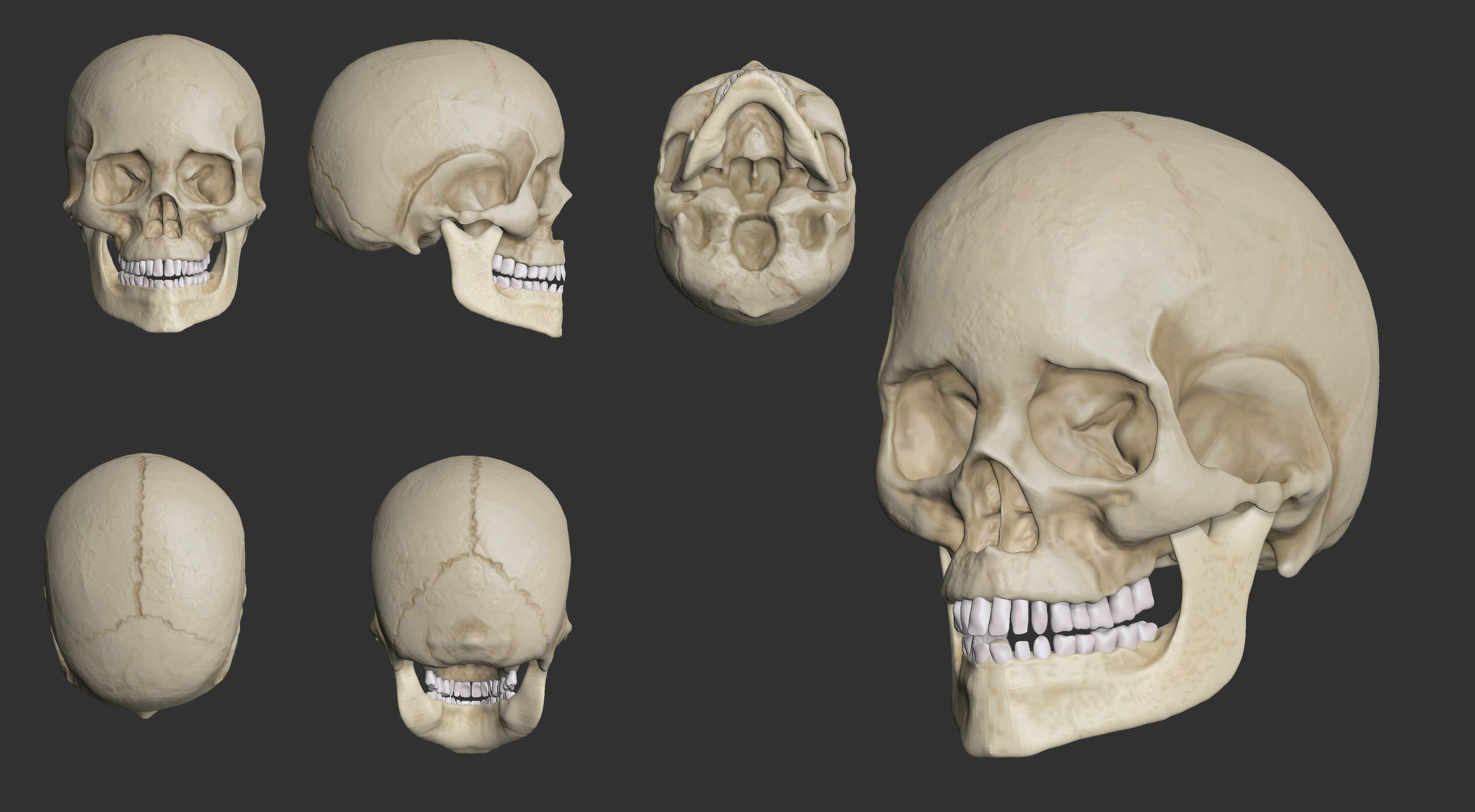 Alberto_Rodriguez_Craneo_Color