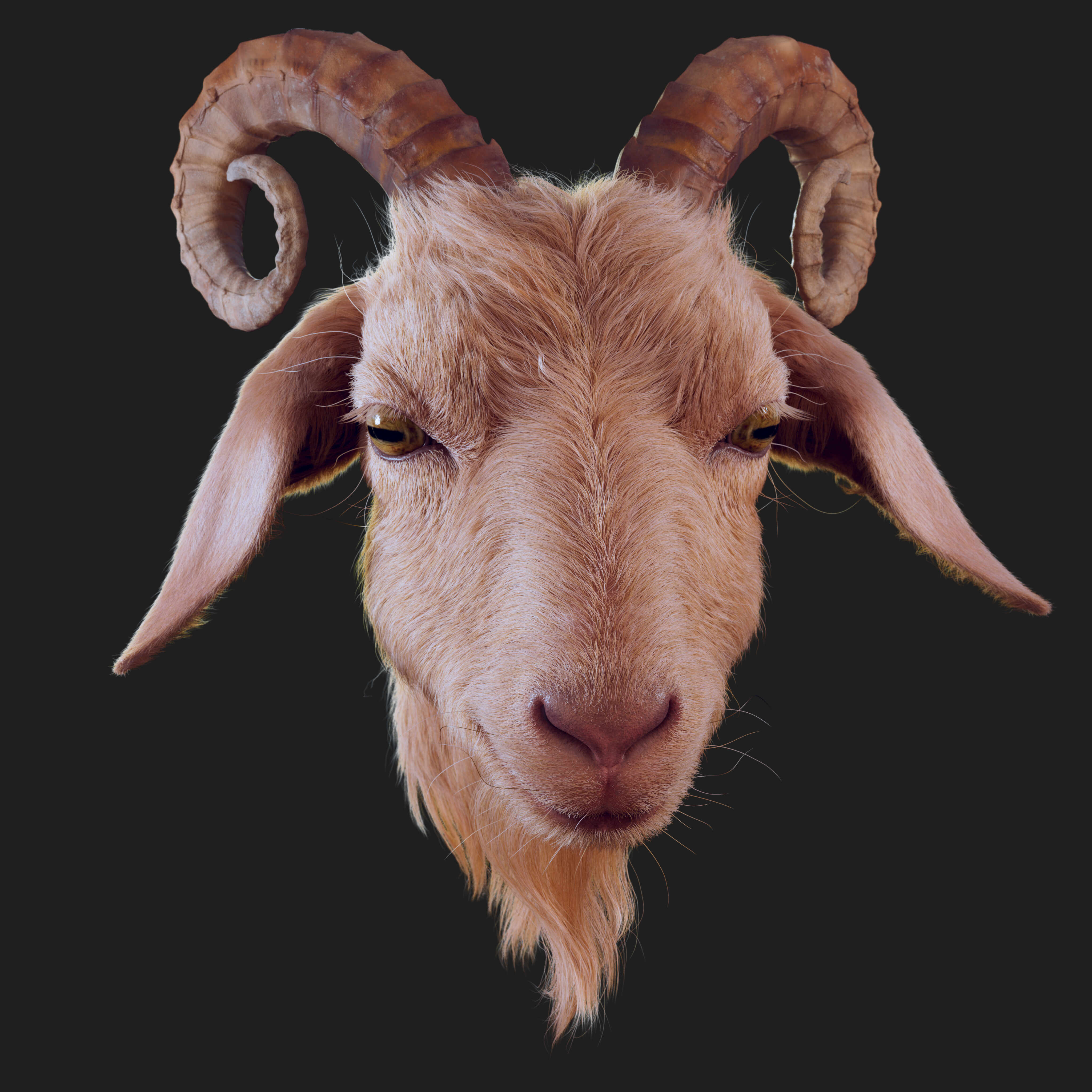 Goat_Render1_by_Vinay_Gupta