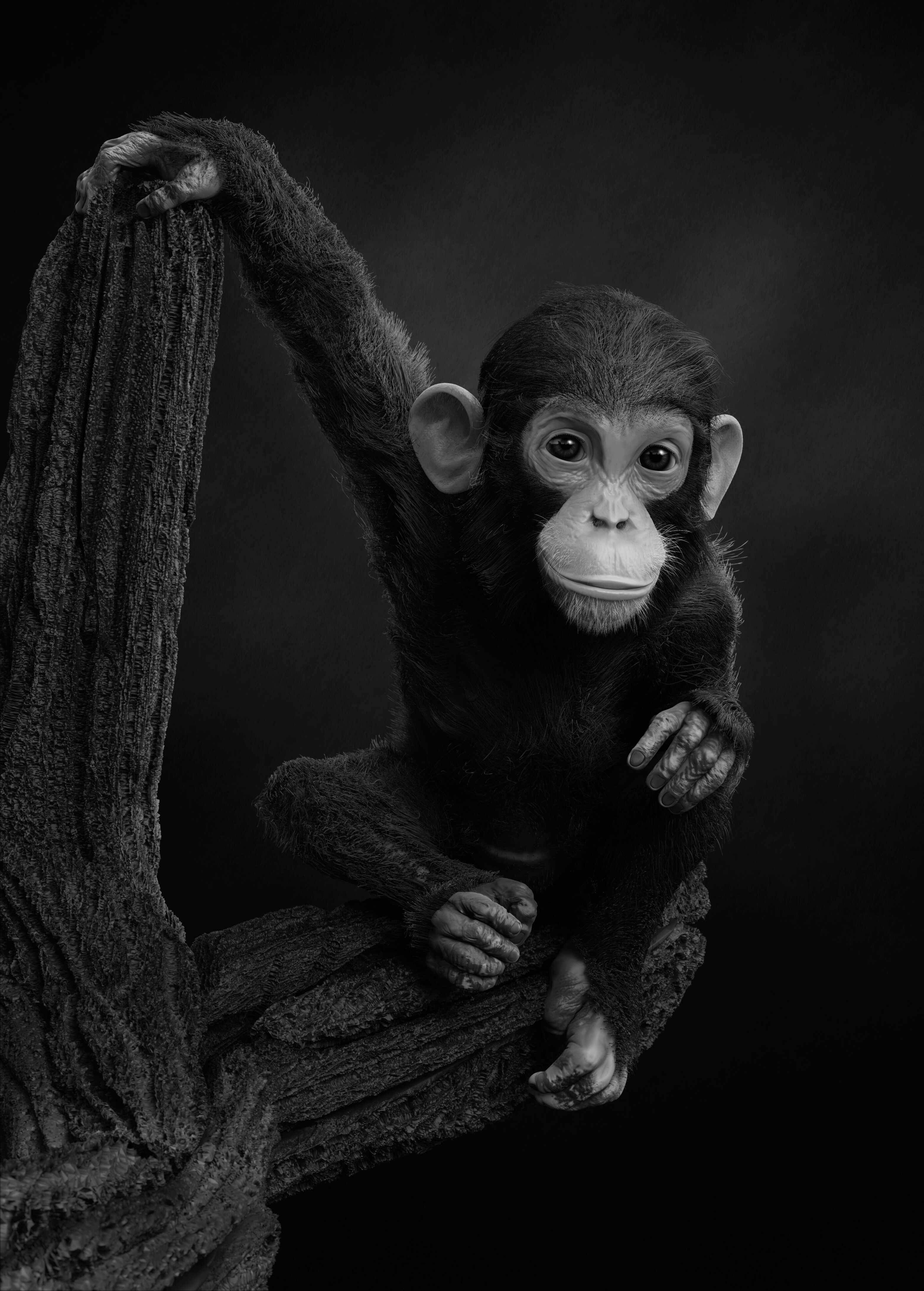 Chimp_001_2022 bw (4)