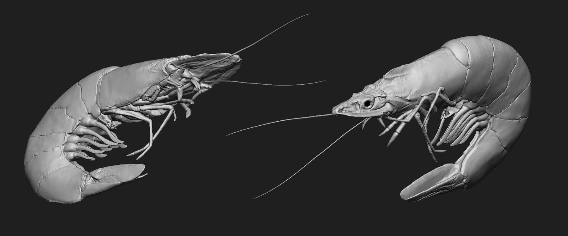 shrimp_zbrush