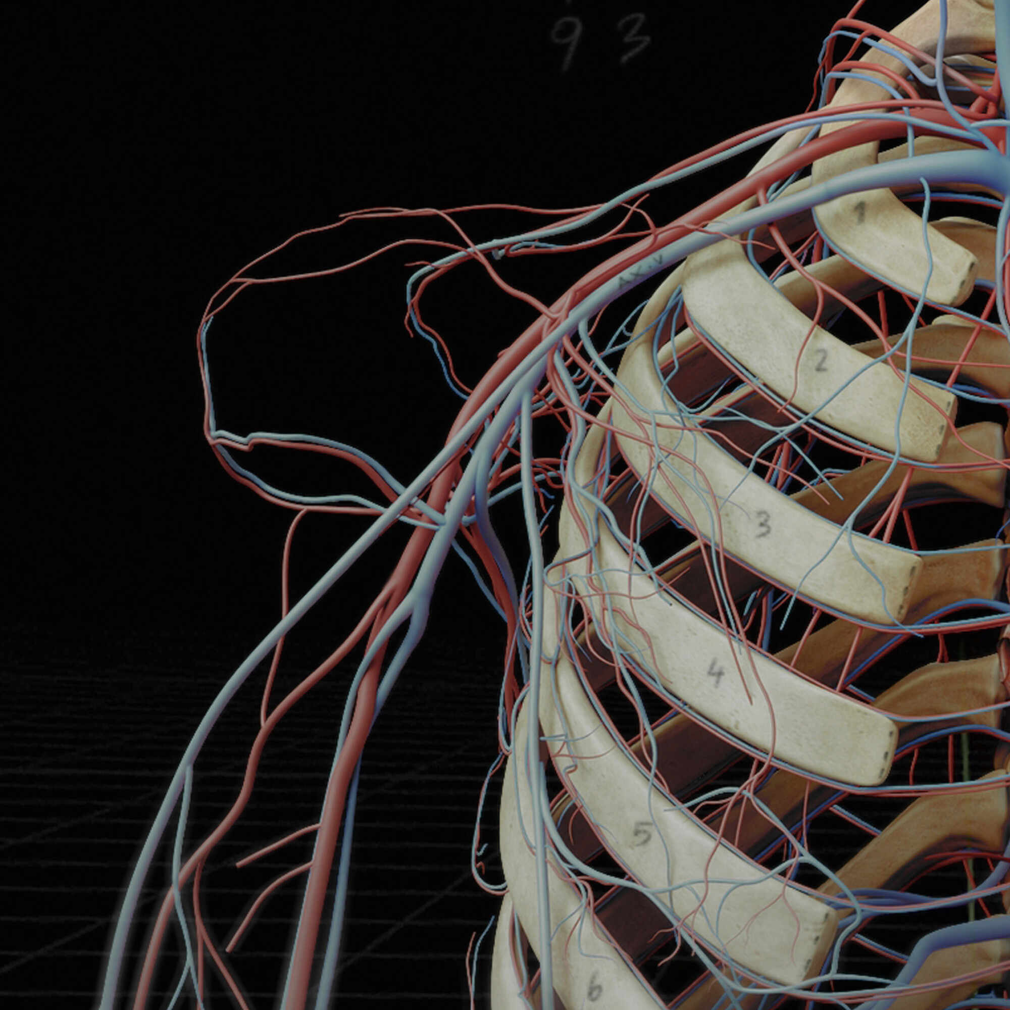 Anatomy_Digital human_vein_artery c2