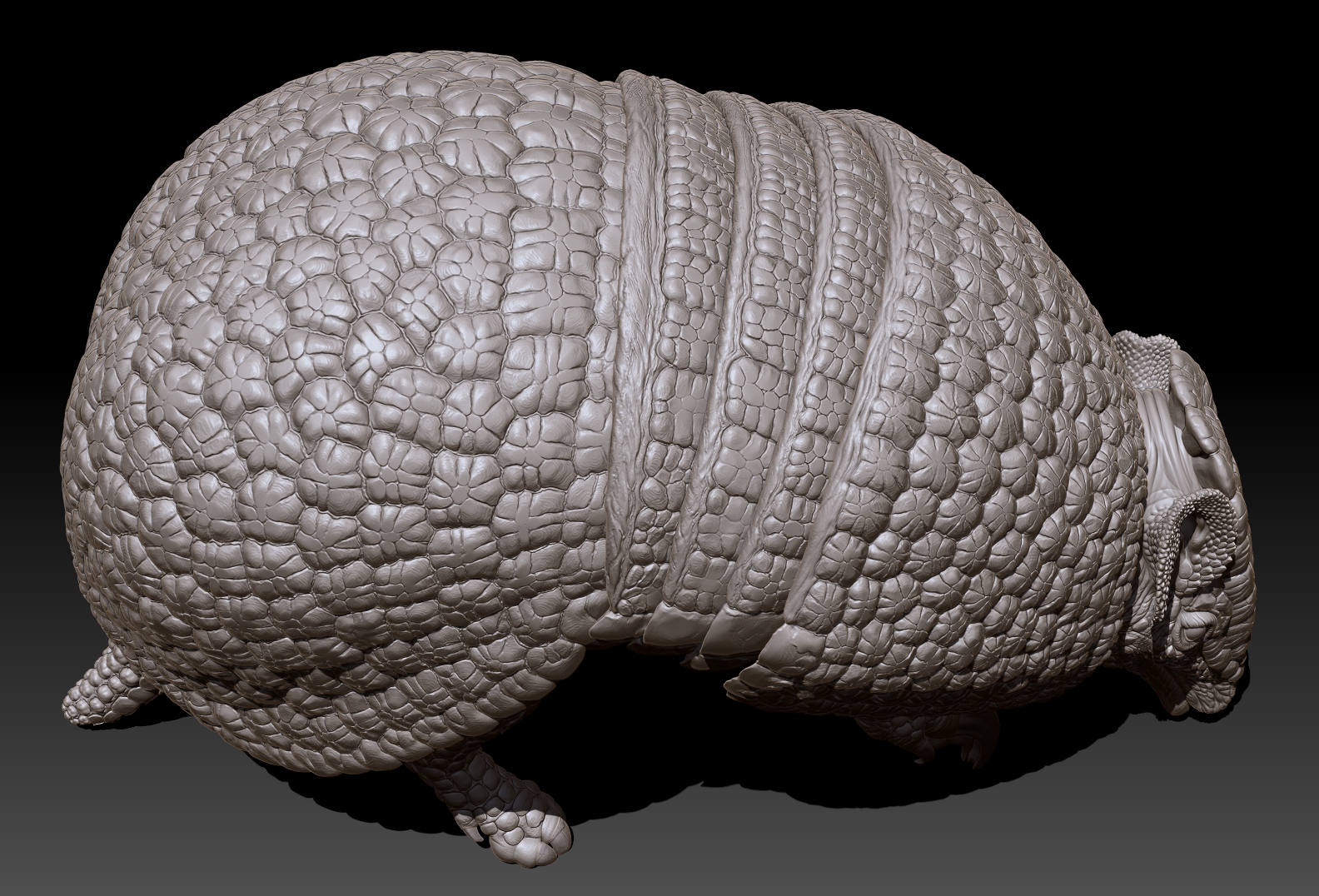 armadillo_top