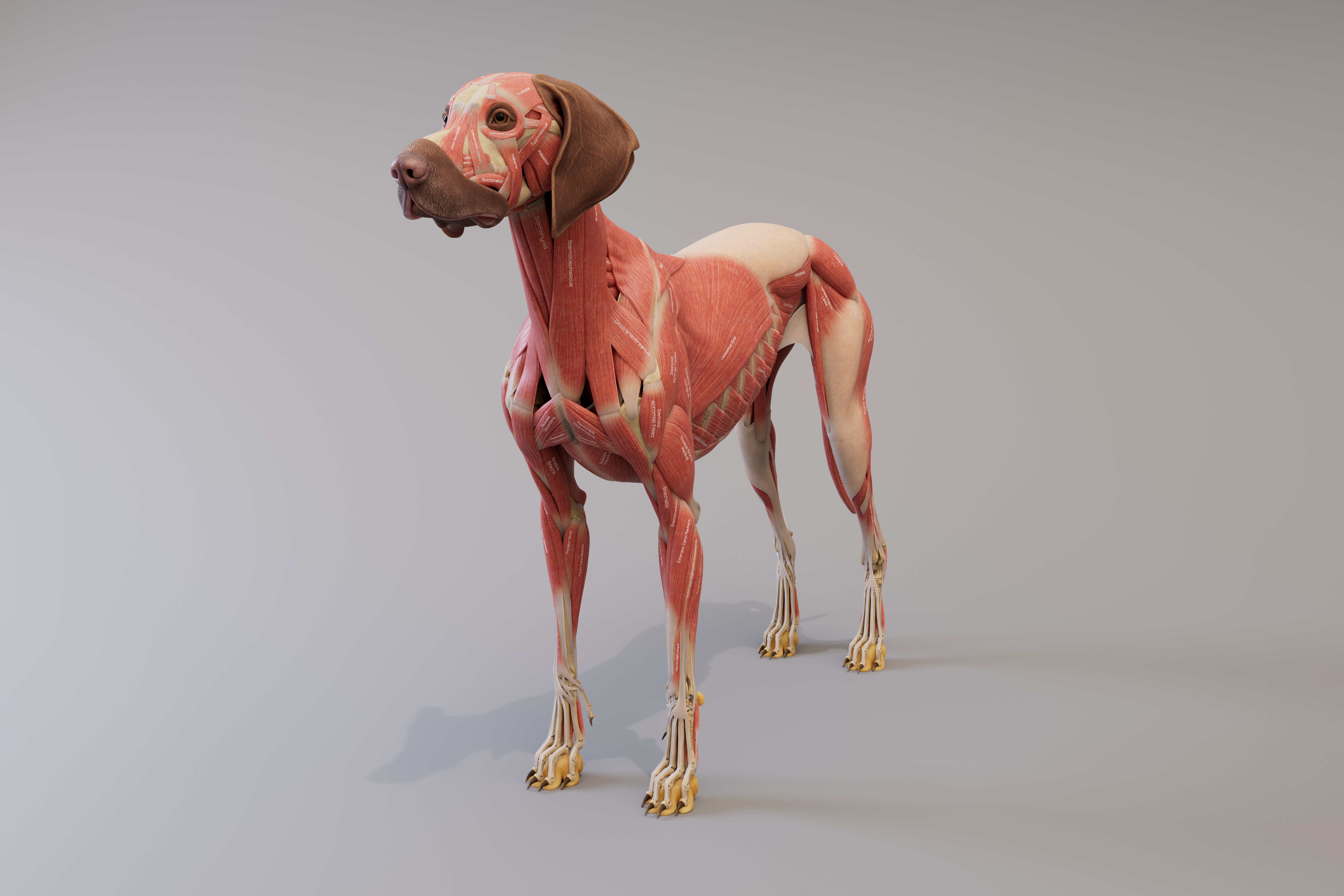 canine_ecorche_frontSide_4k