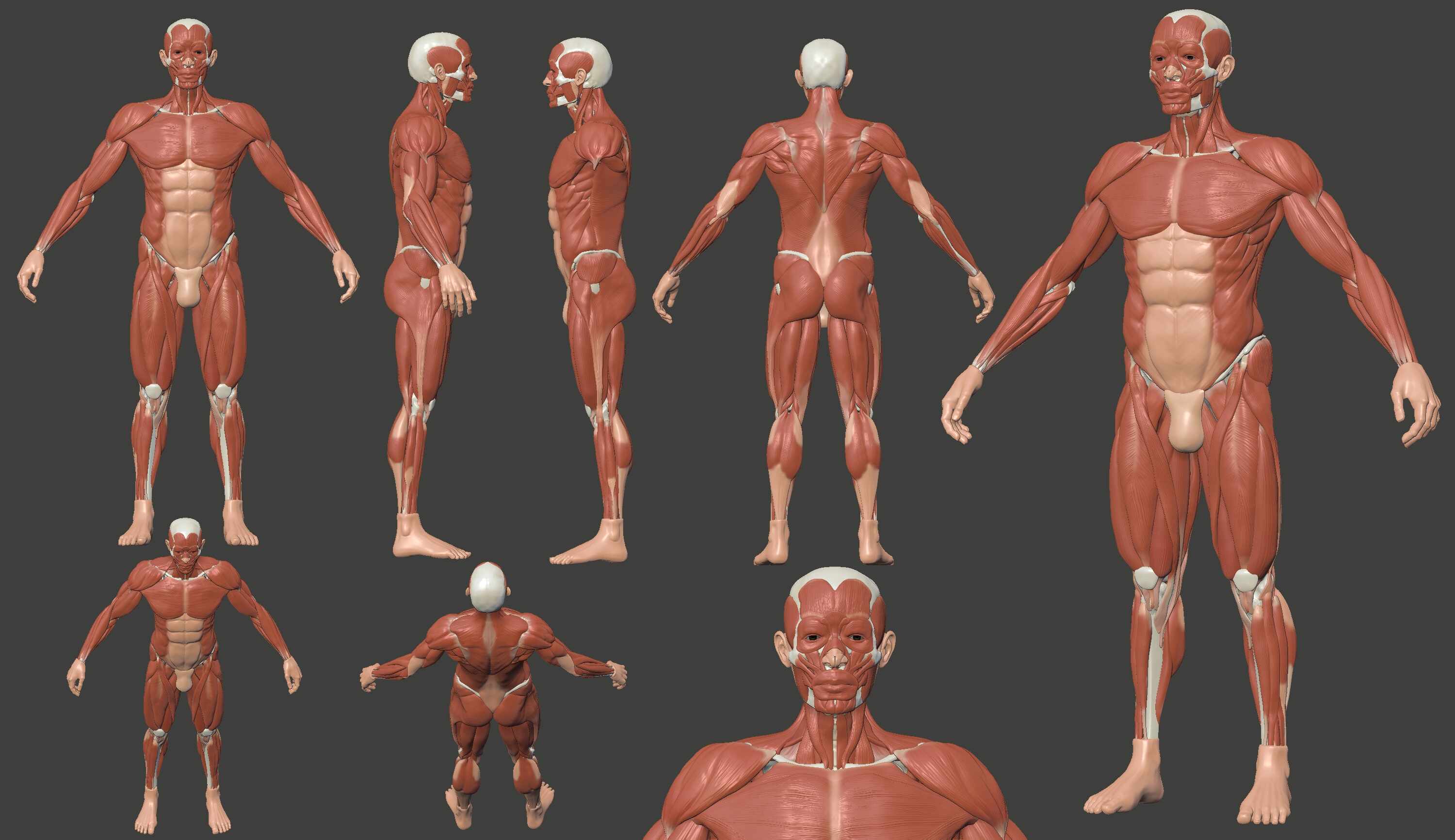 Ecorche_Color_vistas