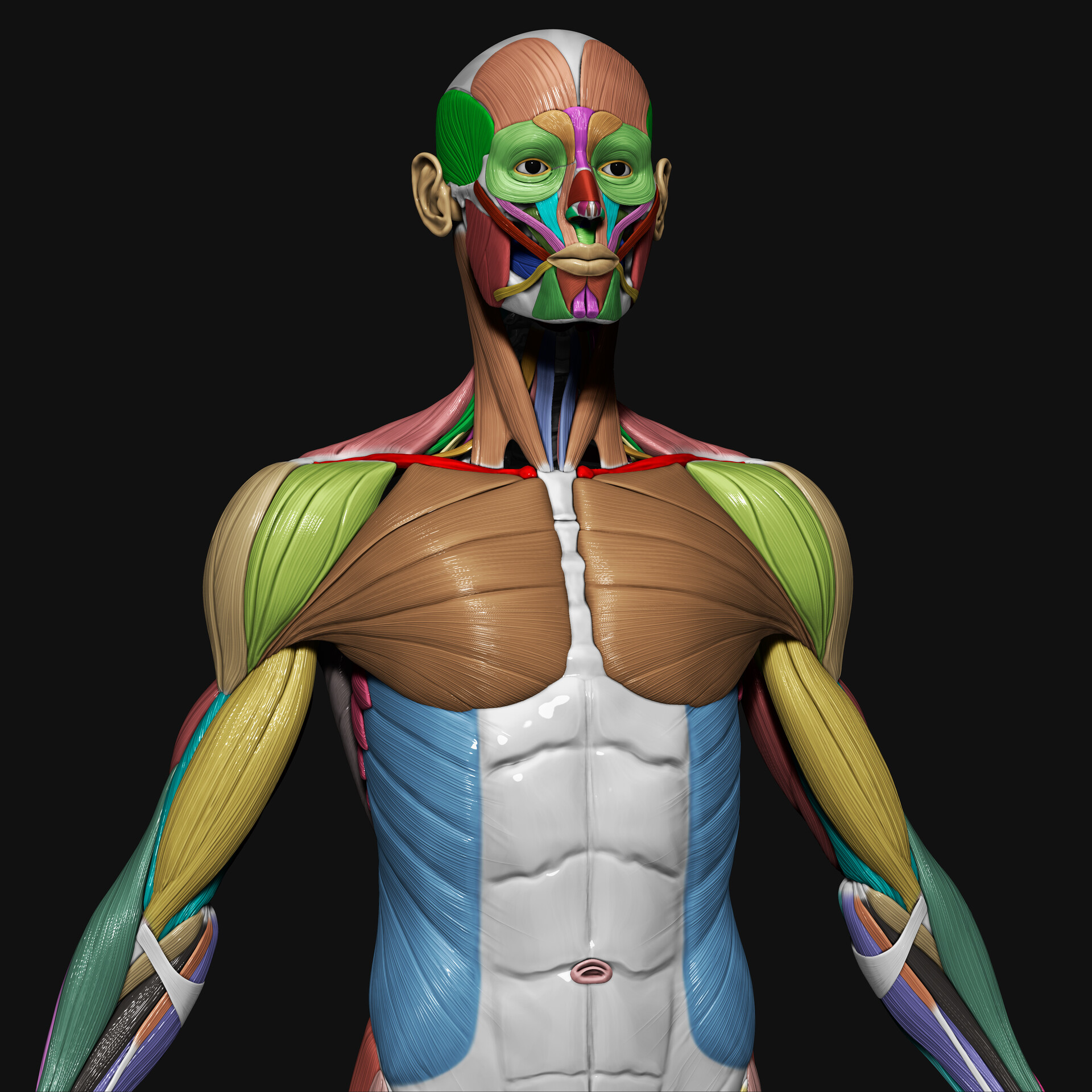 md-arif-ahmed-3d-human-anatomy-ecorche-profile-by-md-arif-ahmed