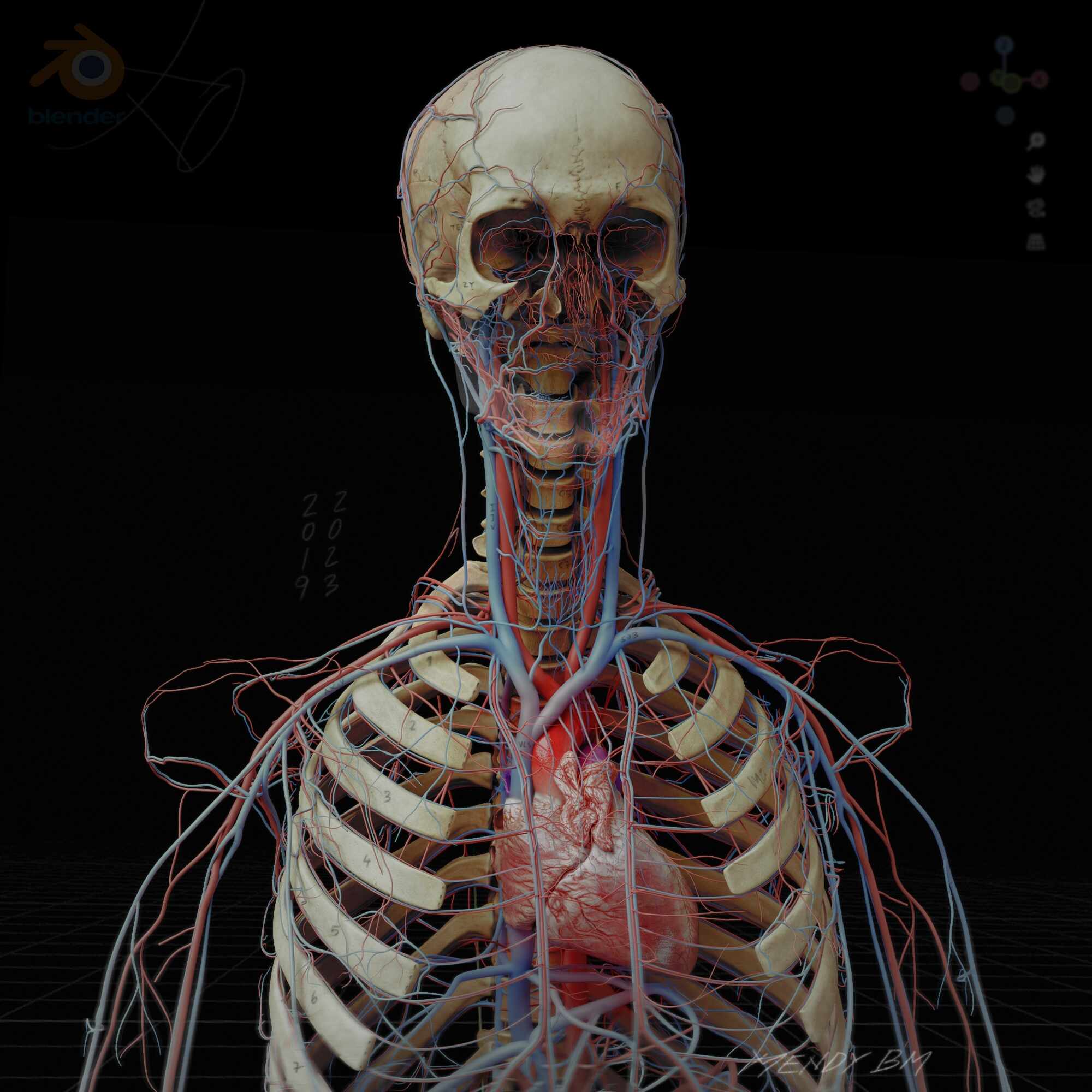 Anatomy_Digital human_vein_artery II