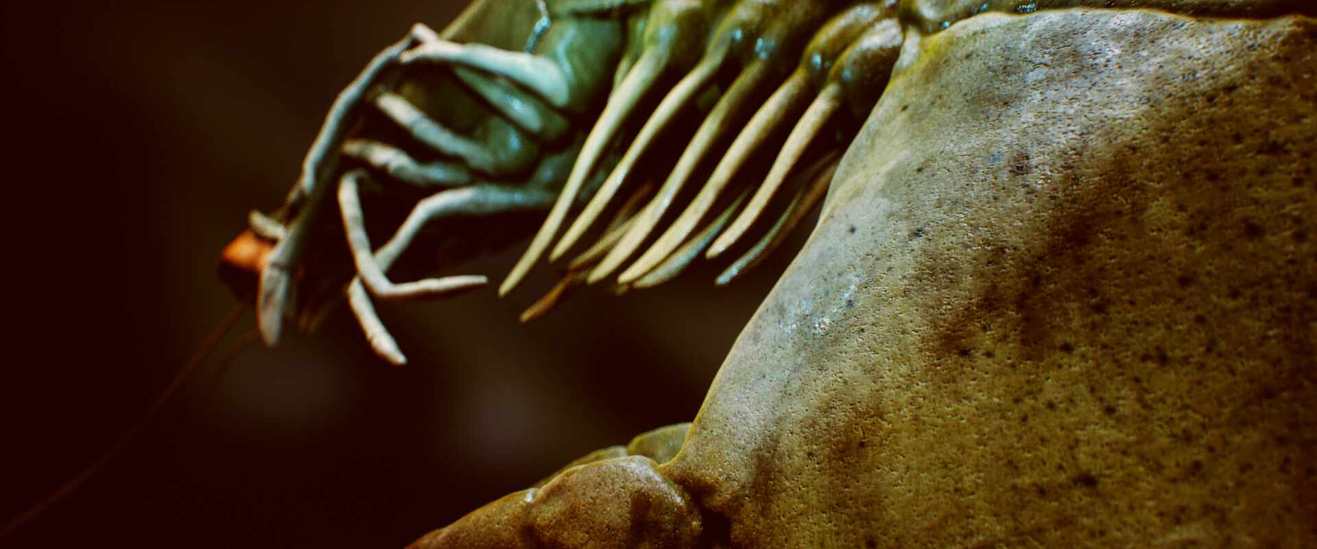 shrimp_Main Camera 6_FullQuality_003