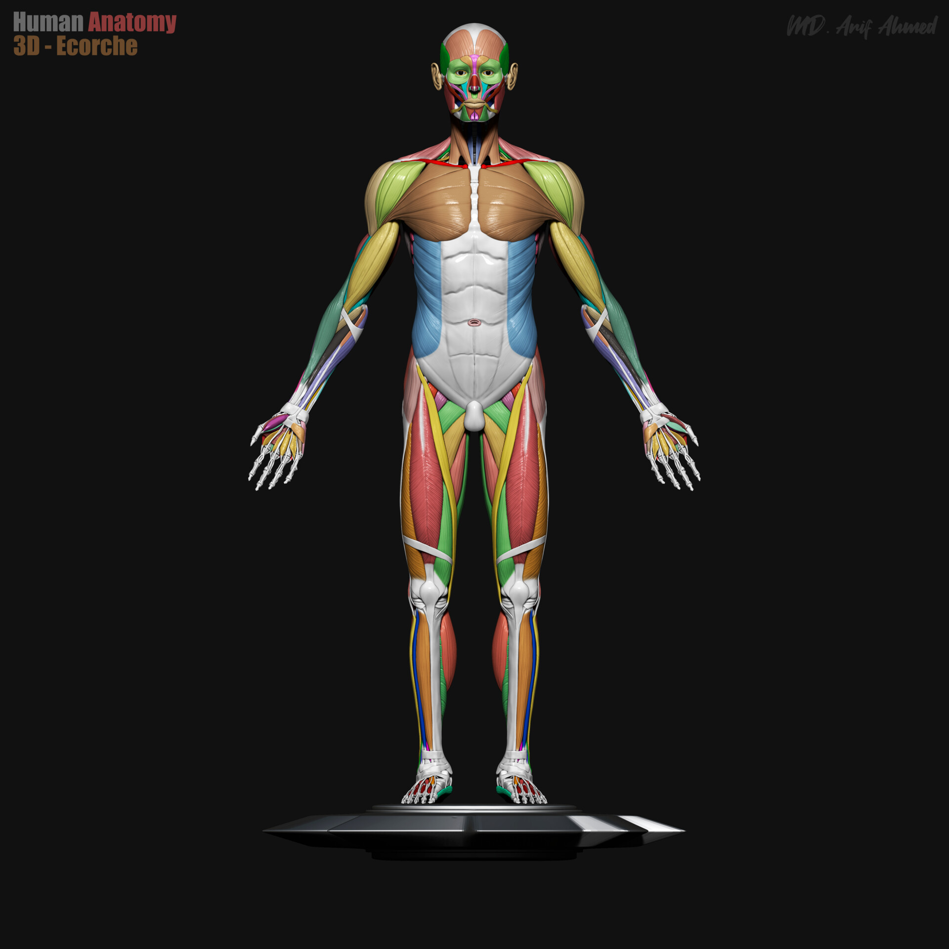 md-arif-ahmed-edit-front-view-3d-human-ecorche-color-with-platysma
