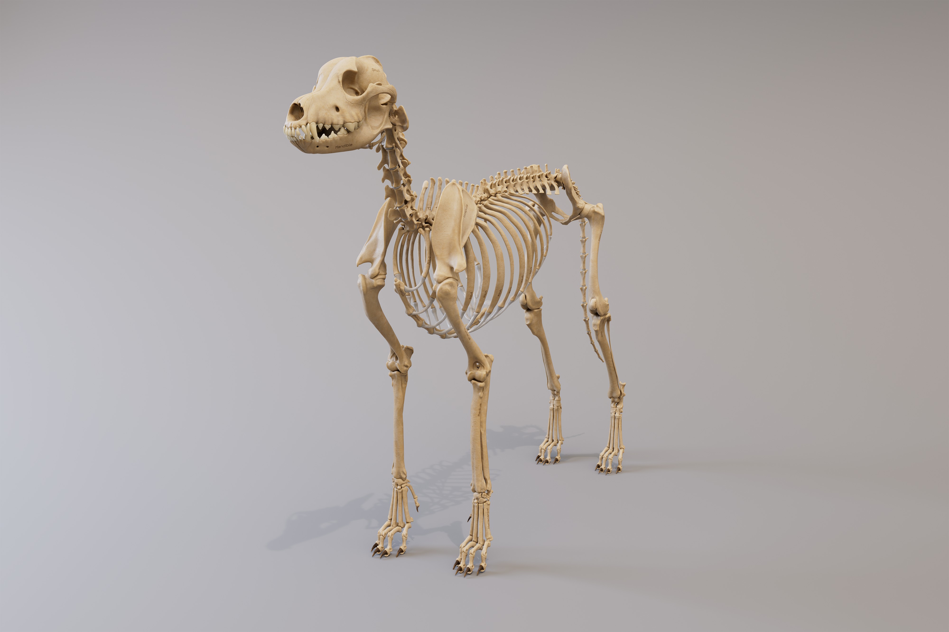 canine_skeleton_frontSide_4k