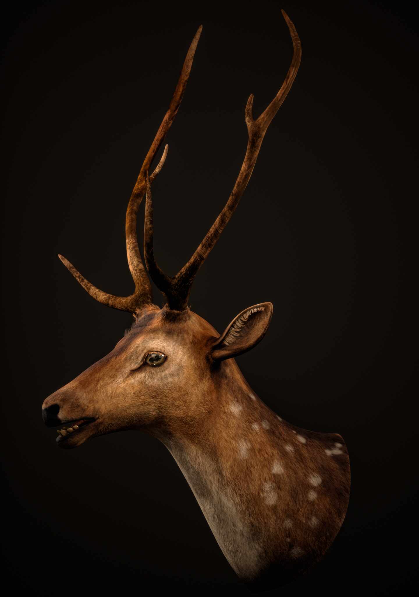 deer_001