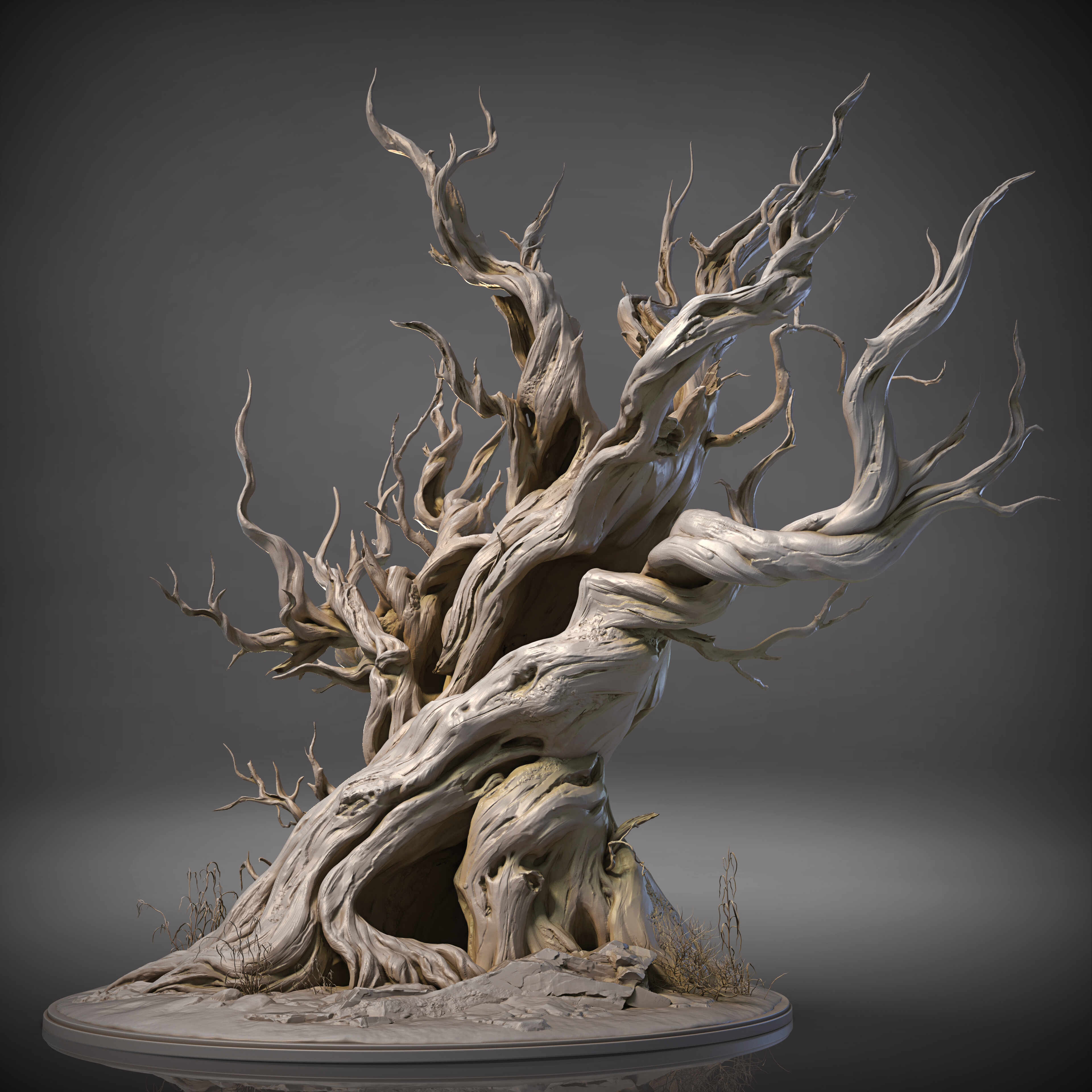 Pinus balfouriana Balf_2