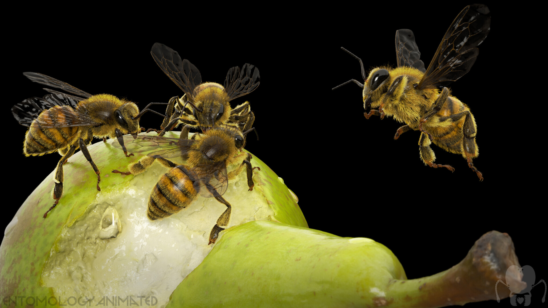 eric-keller-arnold-pear-render-2