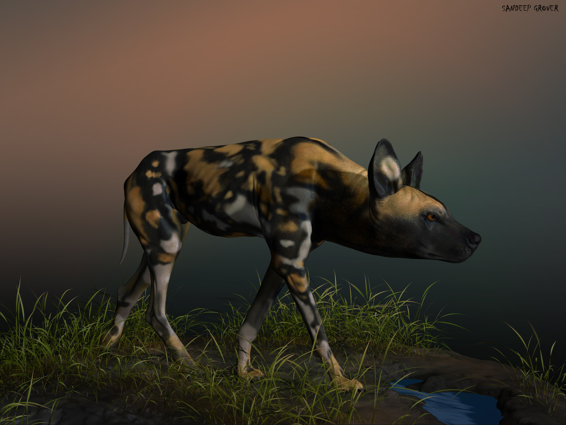 Wild_Dog_Paint