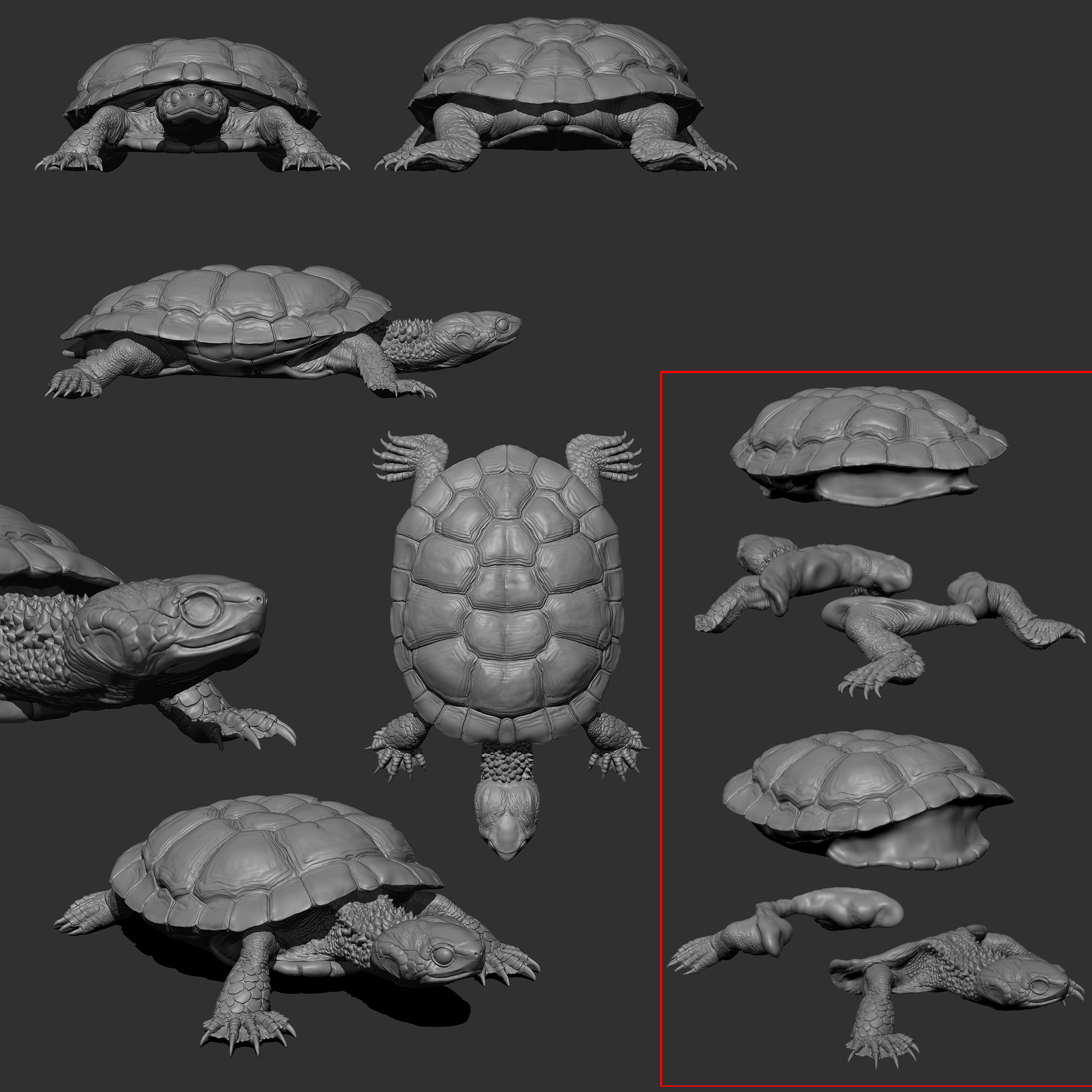 swampTortoise_WIP_003%20(1)