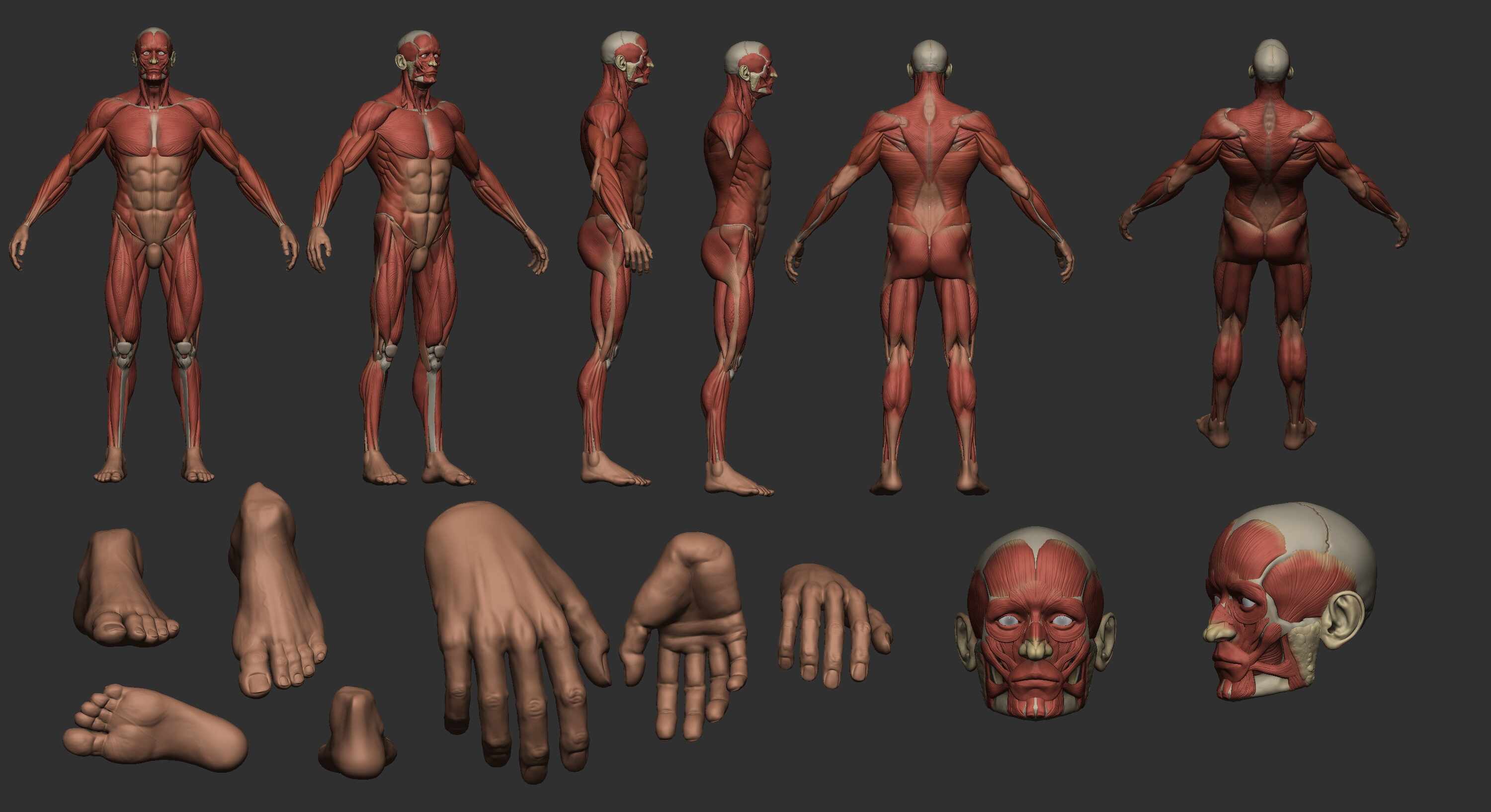 Ecorche render_Compo_color