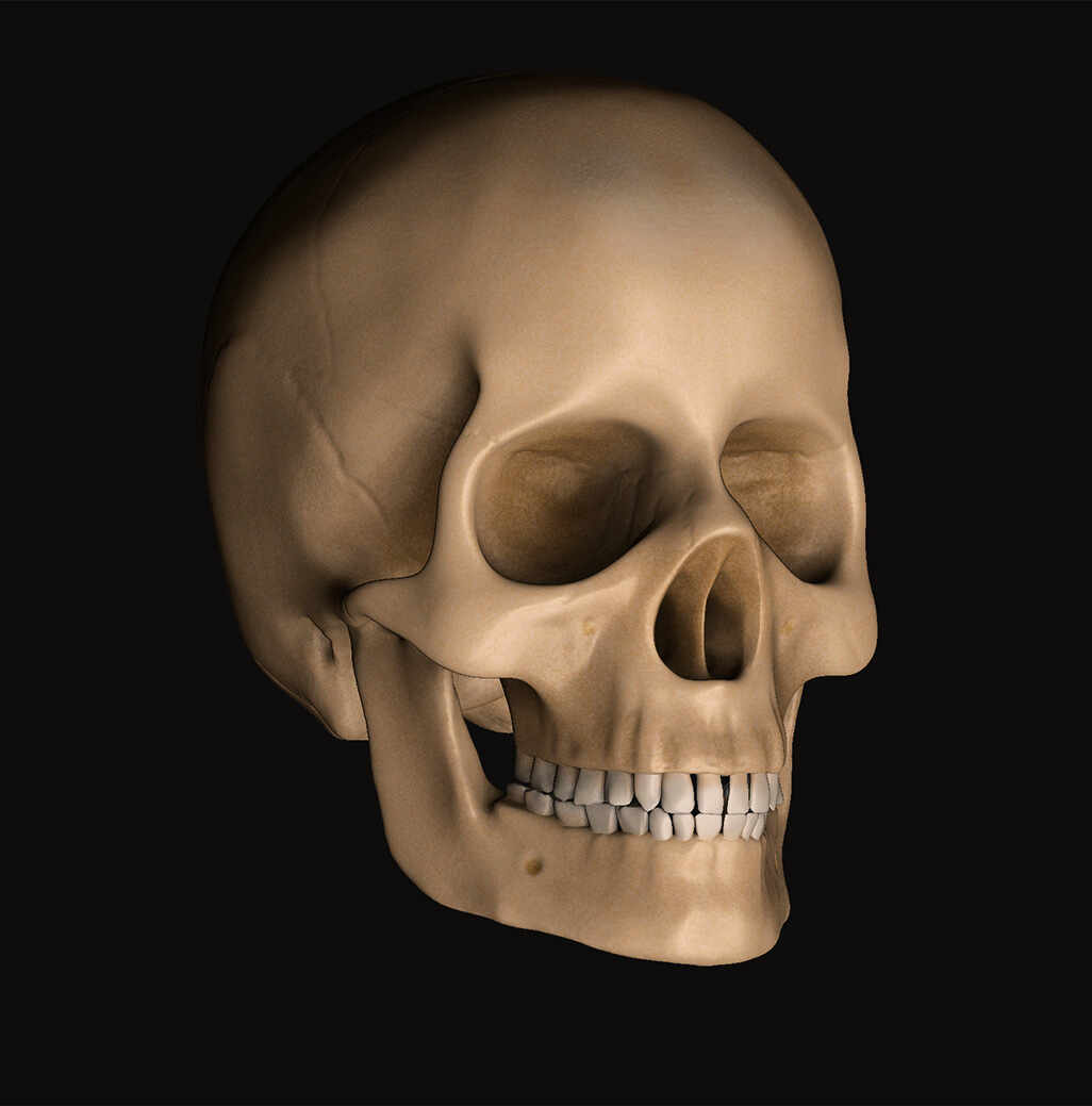 Craneo_Render_COMPO_PSD