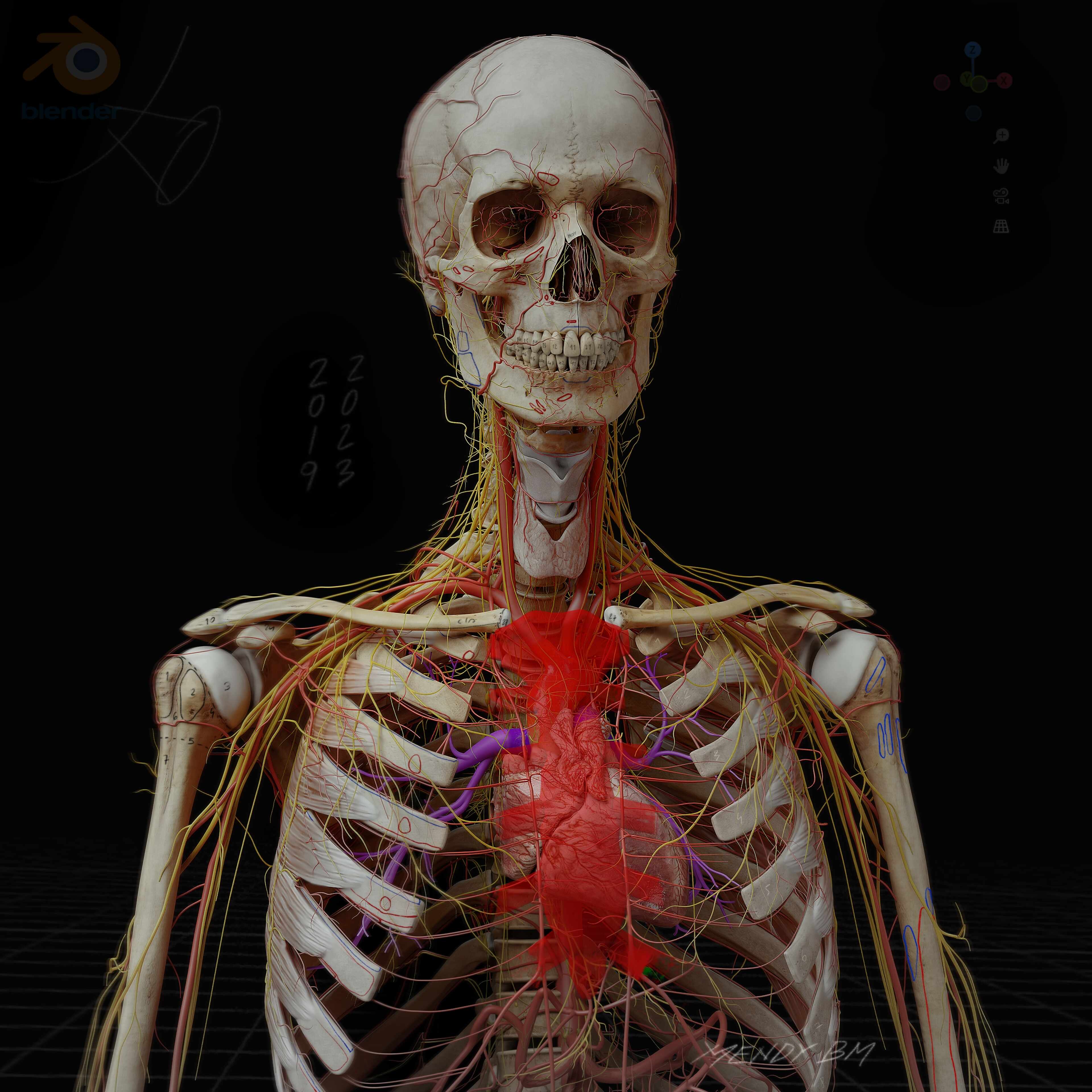 Anatomy_Digital human_artery_nerve 2