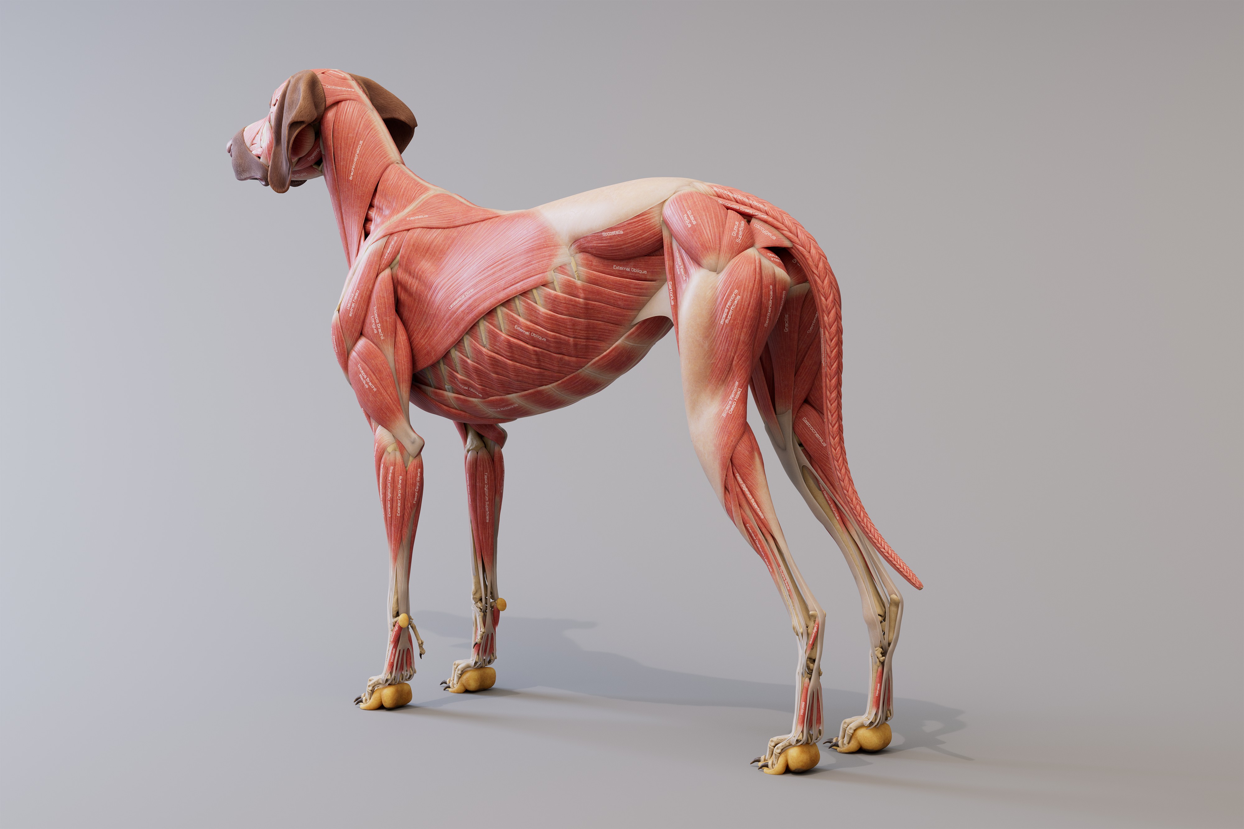 canine_ecorche_backSide_4k