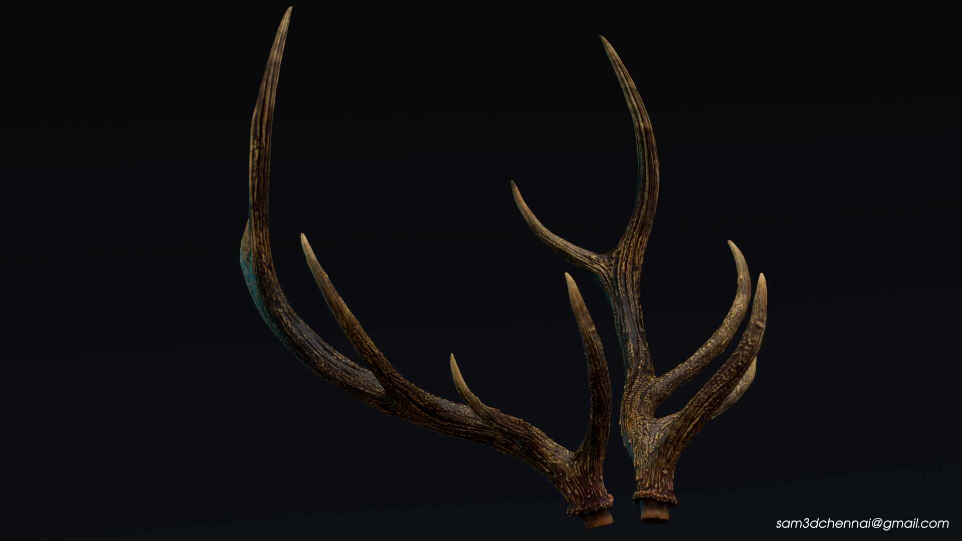 Deer_05